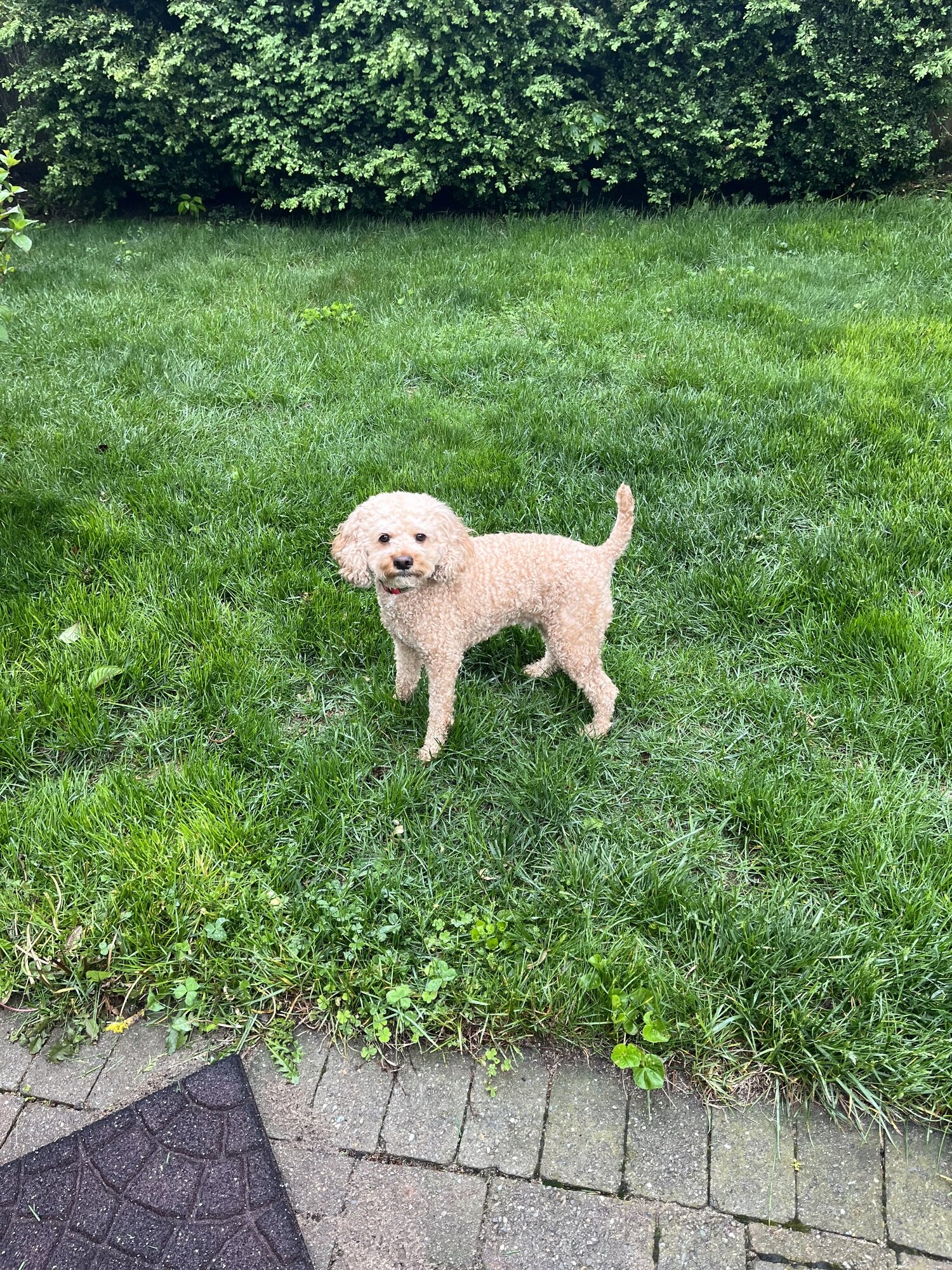 IMG_2053.jpeg