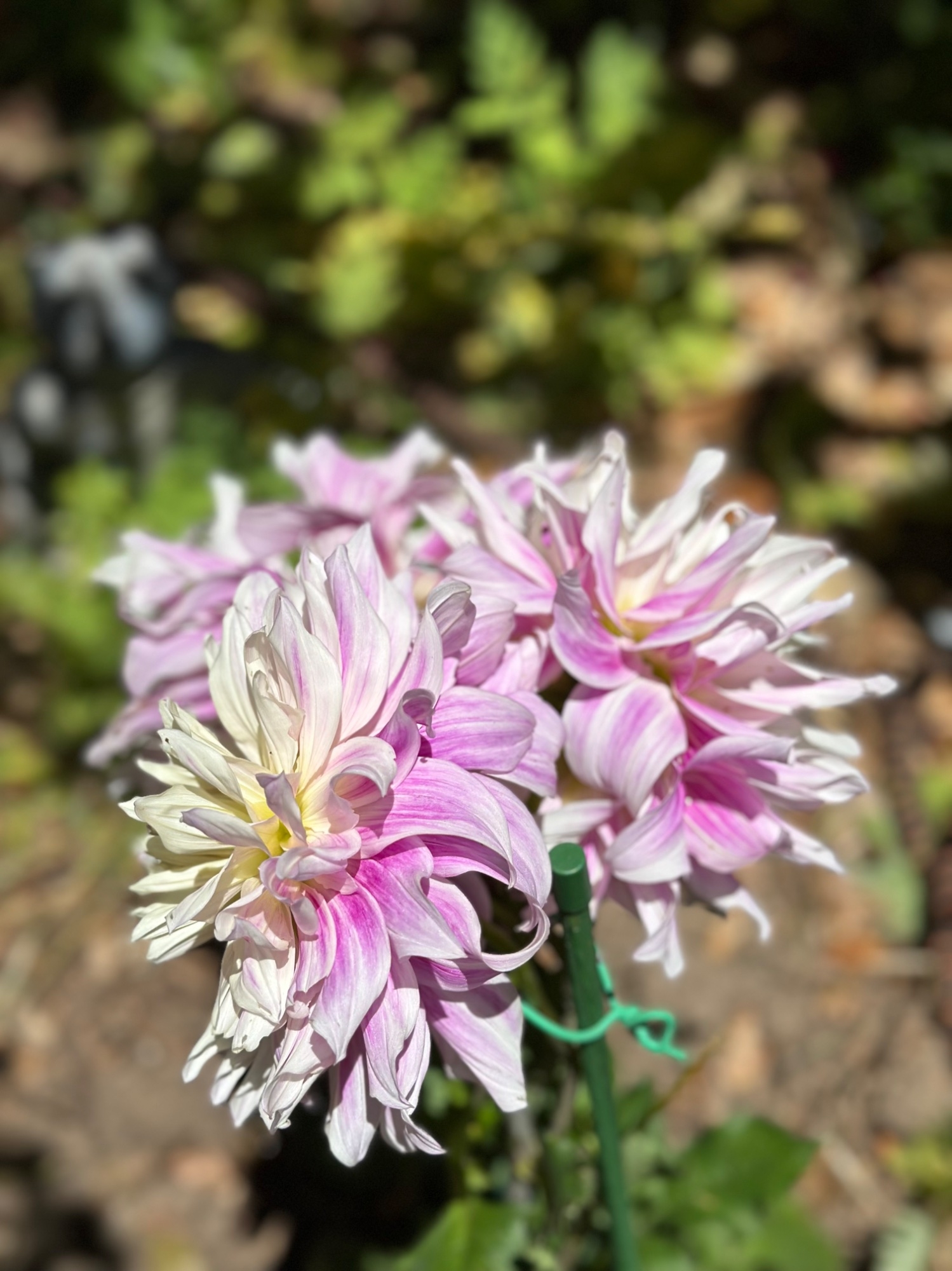 IMG_2201.jpeg