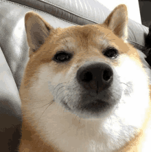 IMG_2379.gif