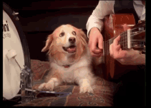 IMG_2420.gif