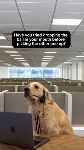IMG_2447.jpeg