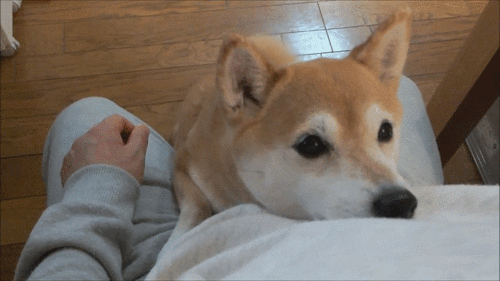 IMG_2688.gif