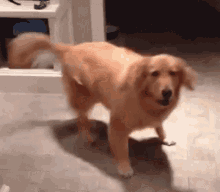 IMG_2750.gif