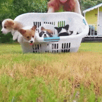 IMG_2786.gif
