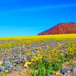 IMG_2849.jpeg