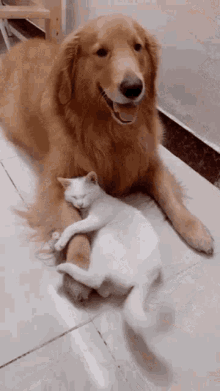 IMG_2970.gif
