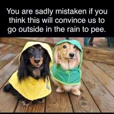 IMG_3173.jpeg