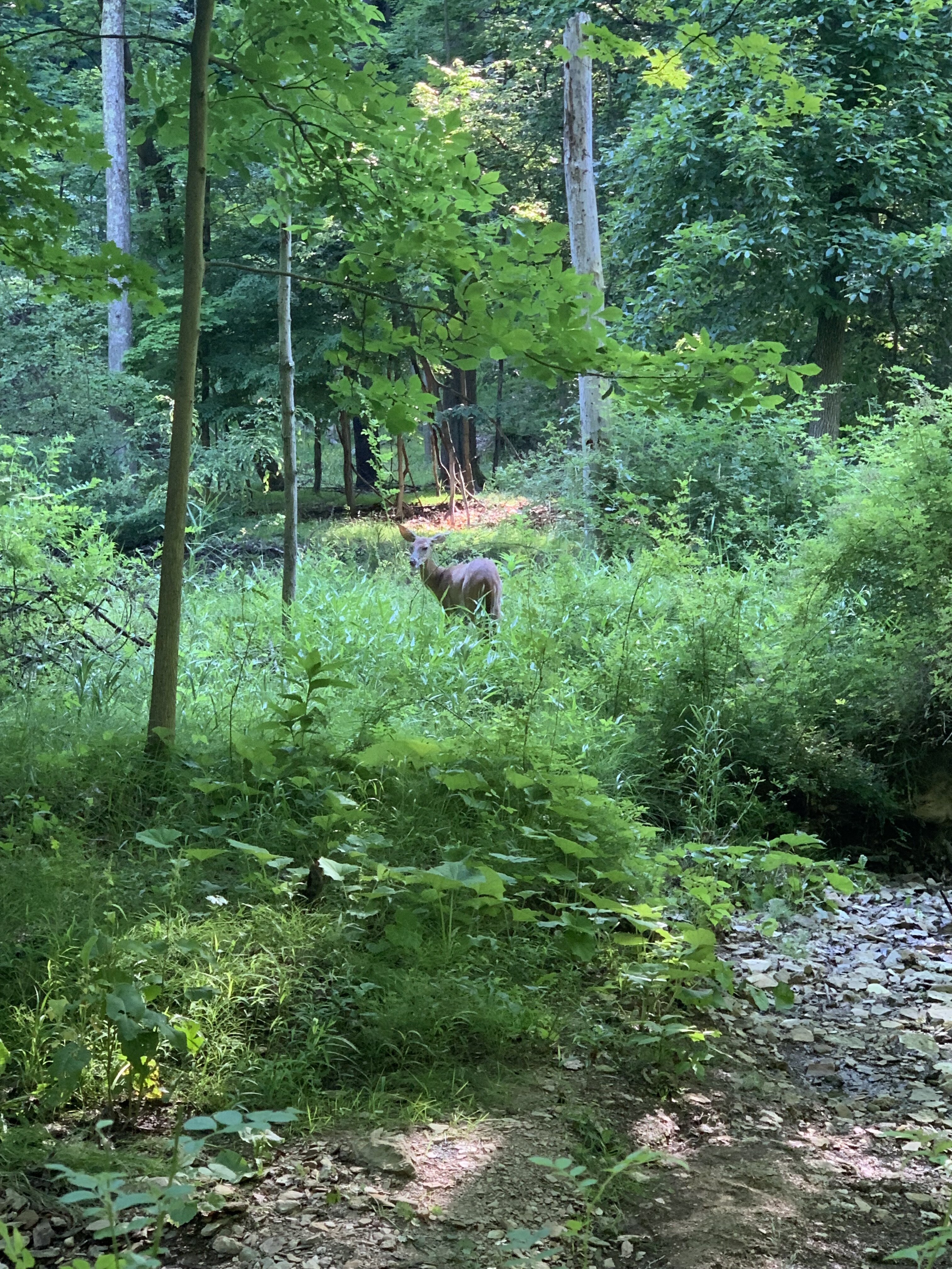 IMG_3414.jpeg