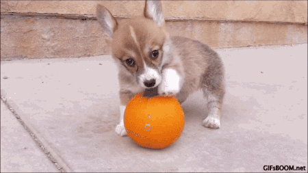 IMG_3501.gif
