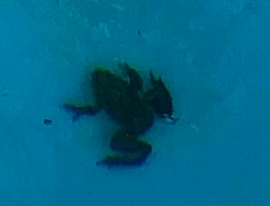 IMG_3761.jpeg