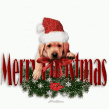 IMG_3818.gif
