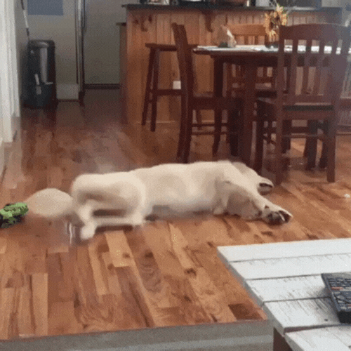 IMG_3906.gif