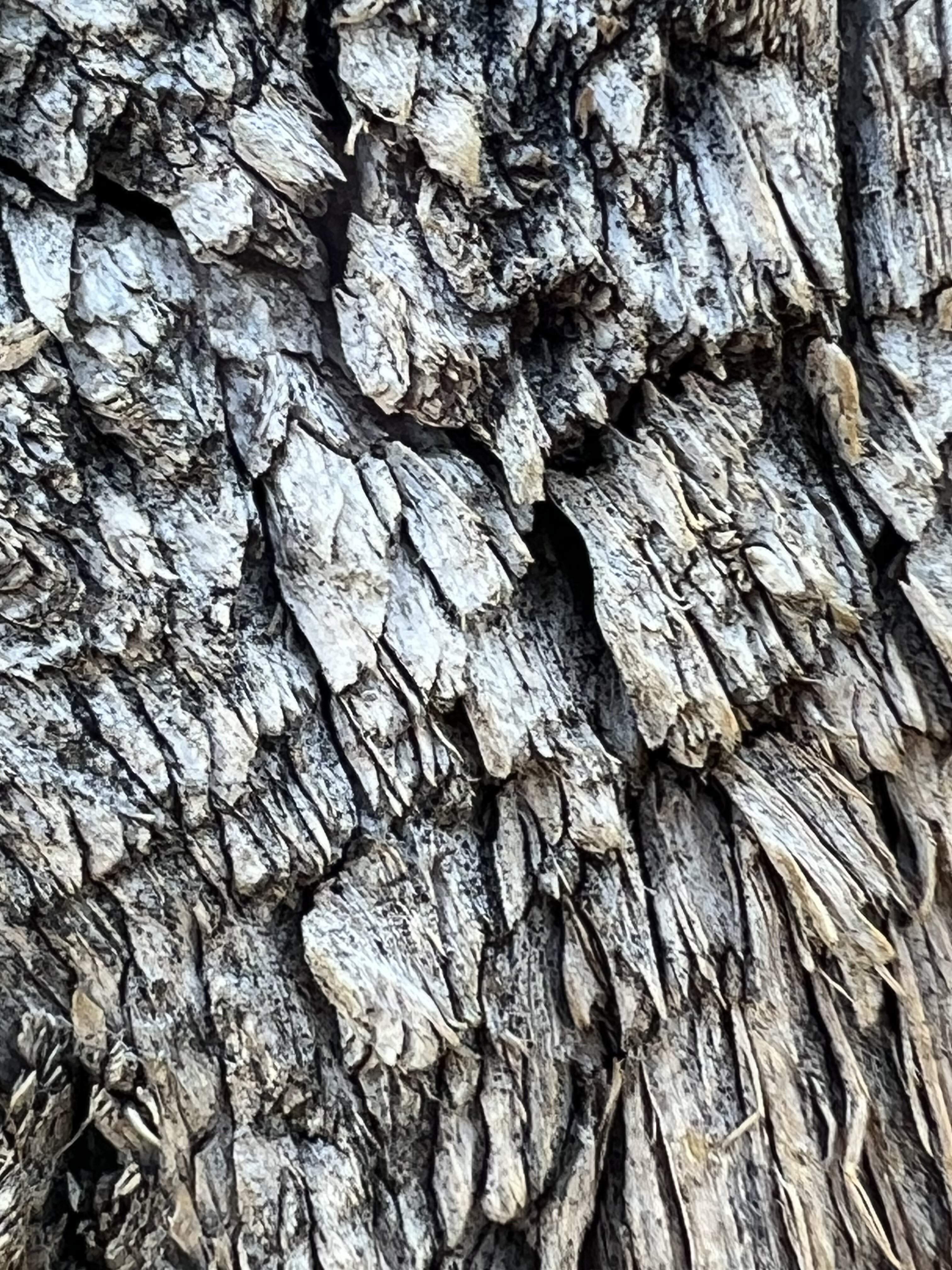 IMG_3957.jpeg