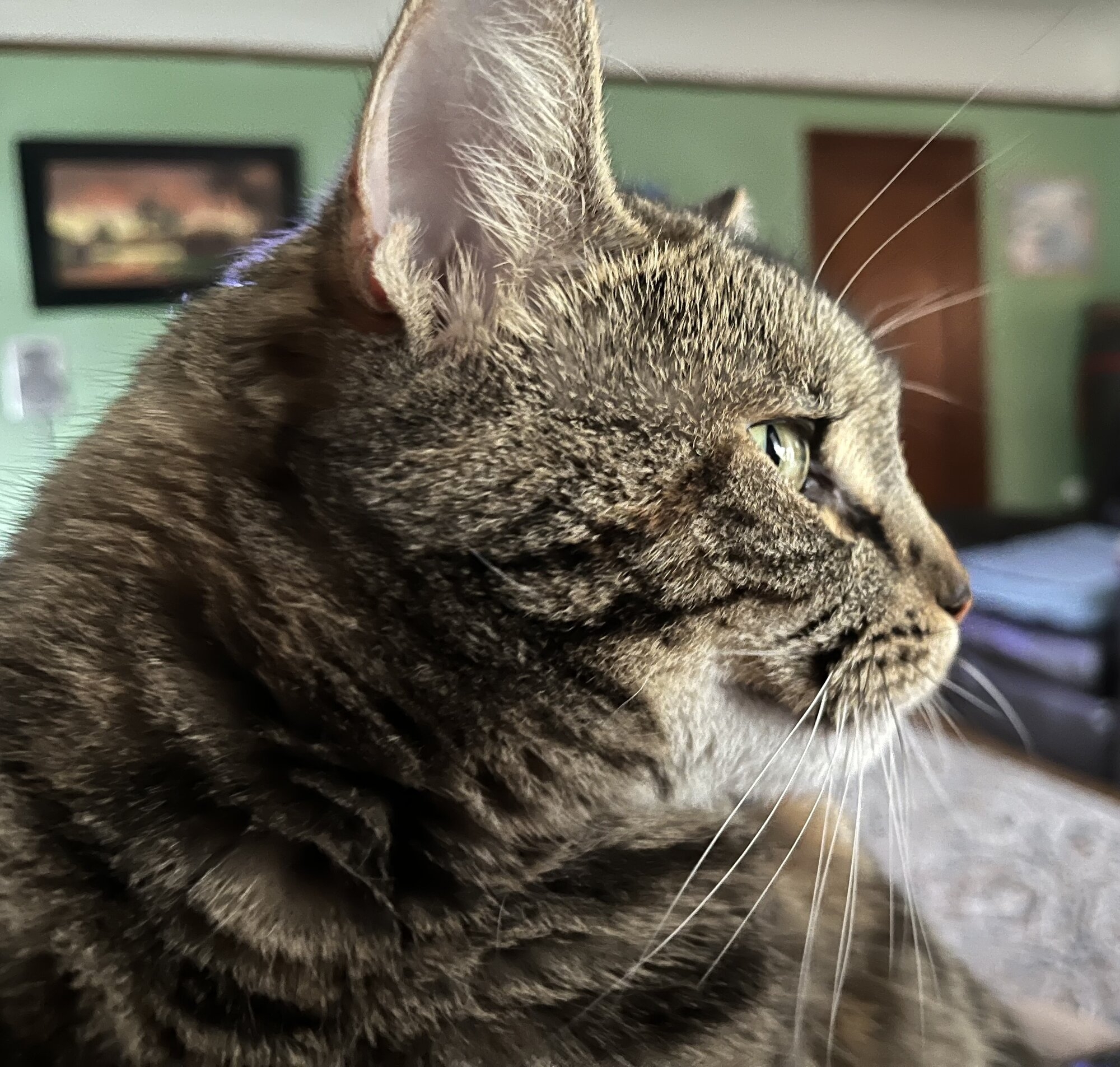 IMG_4053.jpeg