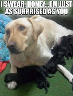 IMG_4064.jpeg