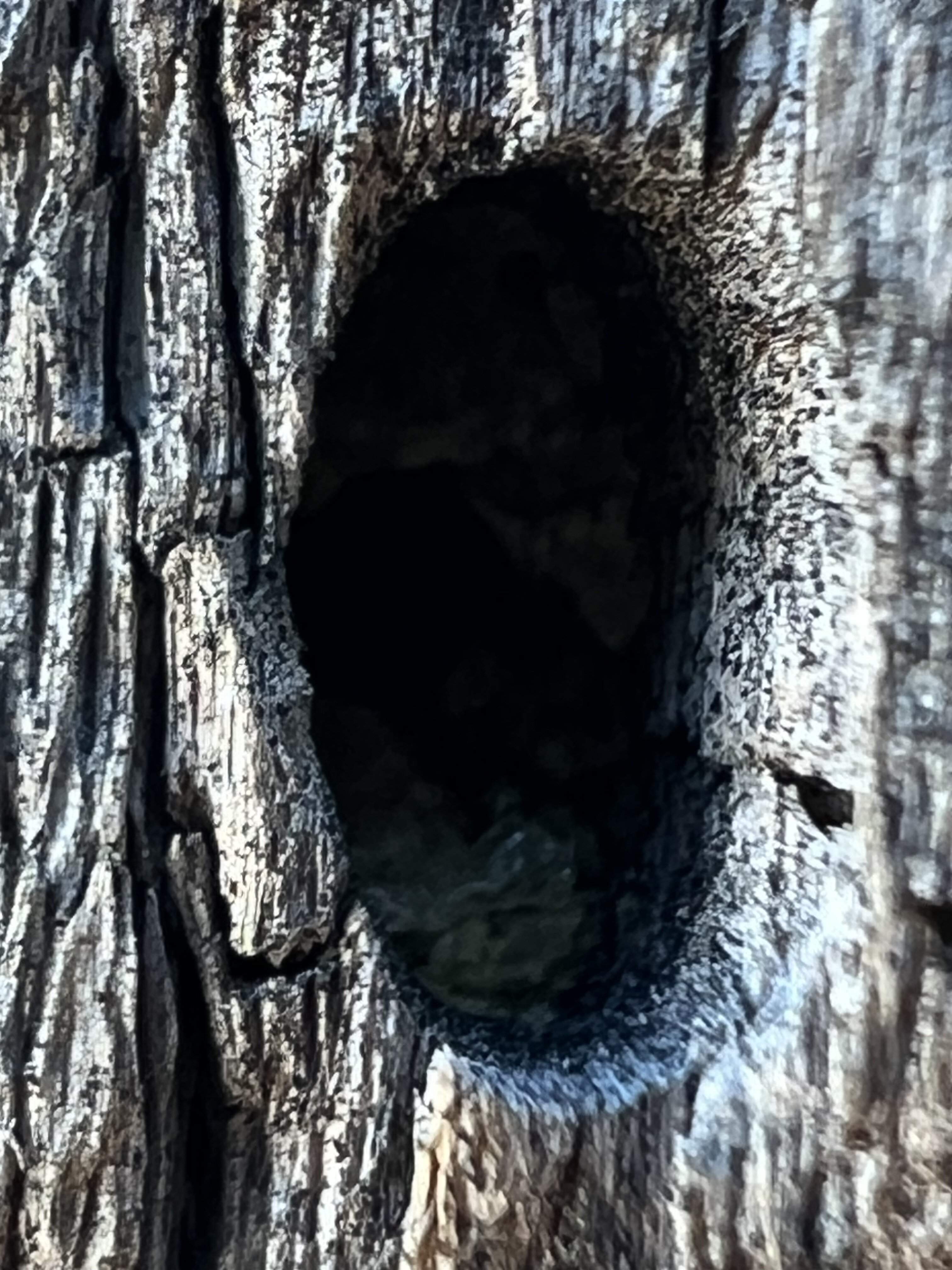 IMG_4105.jpeg
