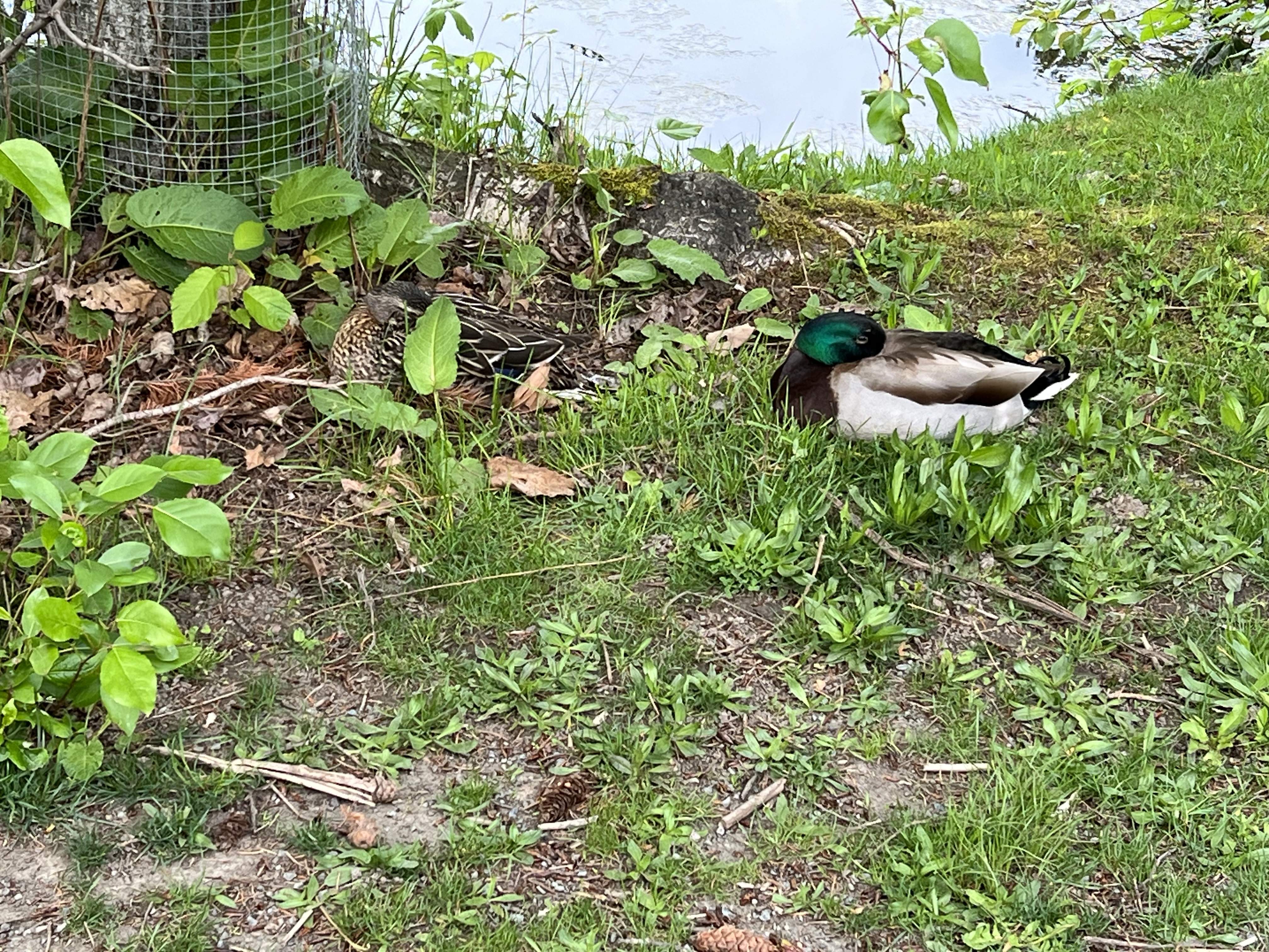 IMG_4174.jpeg