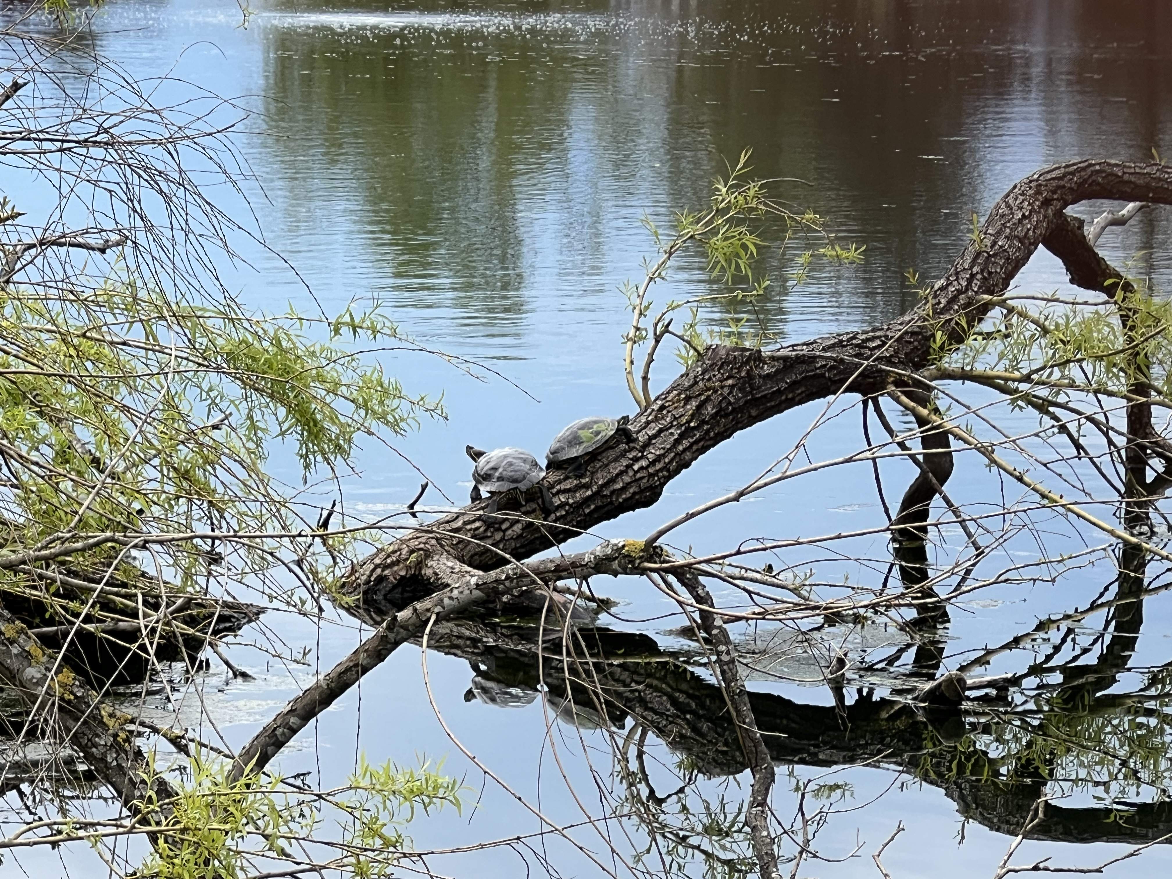 IMG_4175.jpeg