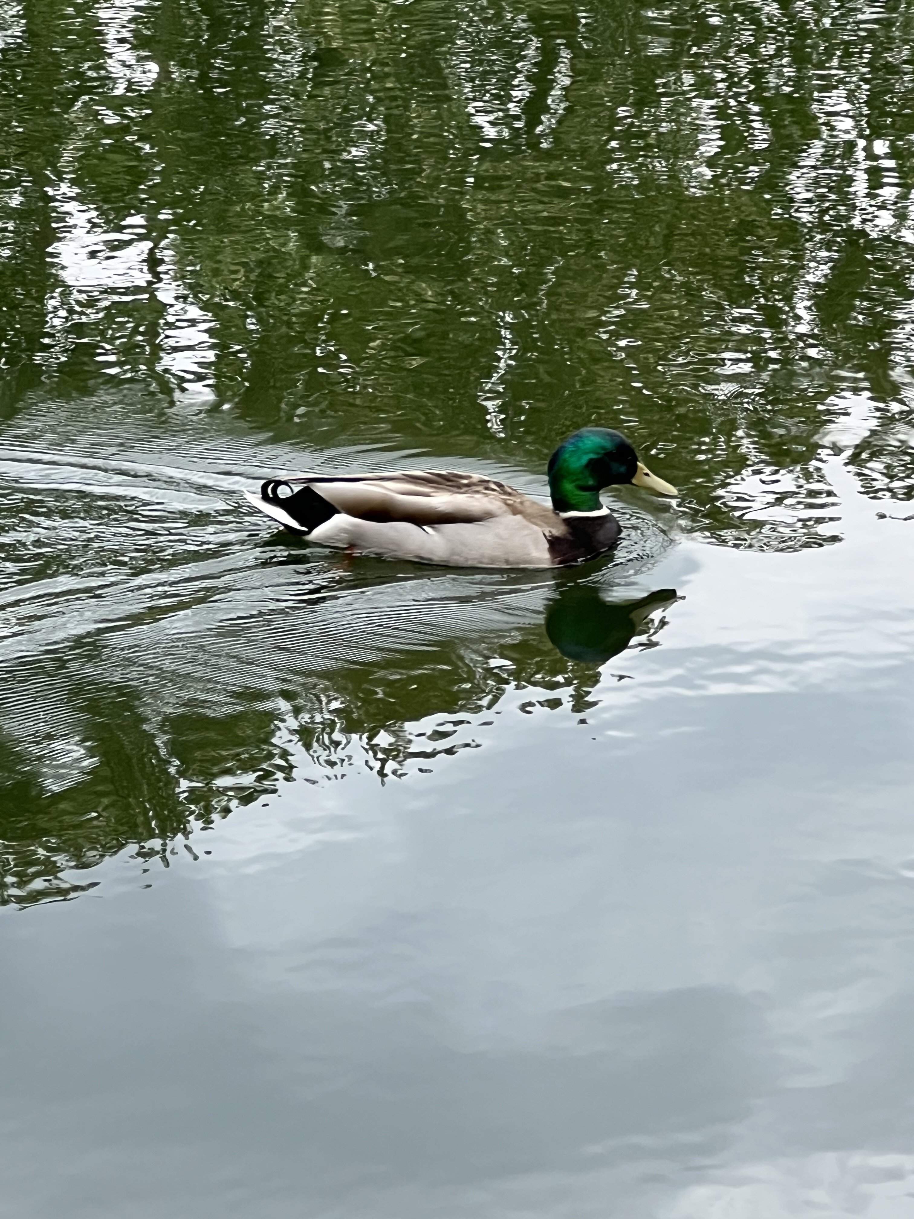 IMG_4182.jpeg