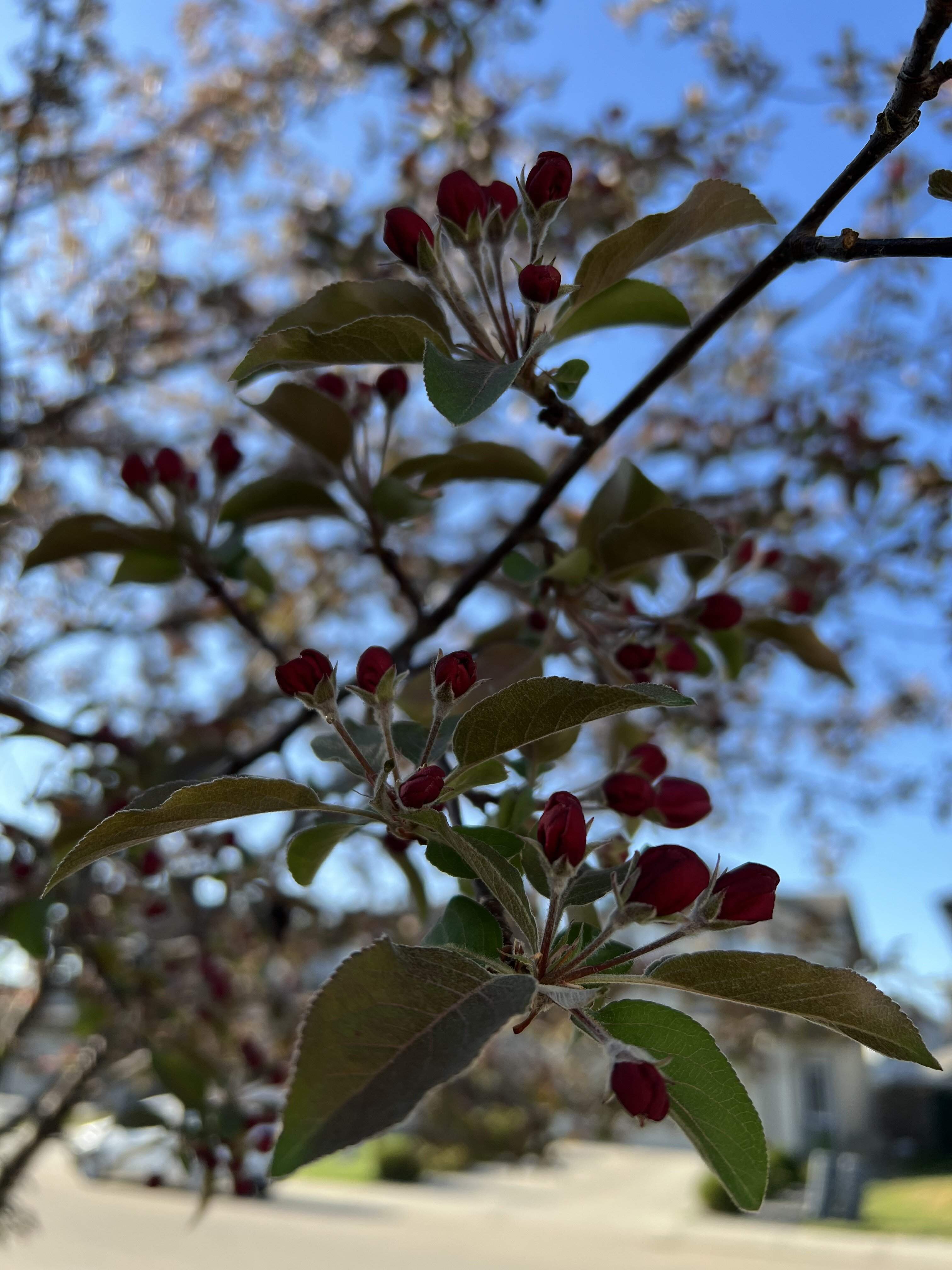 IMG_4206.jpeg