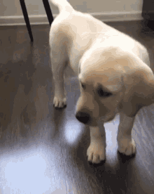 IMG_4216.gif