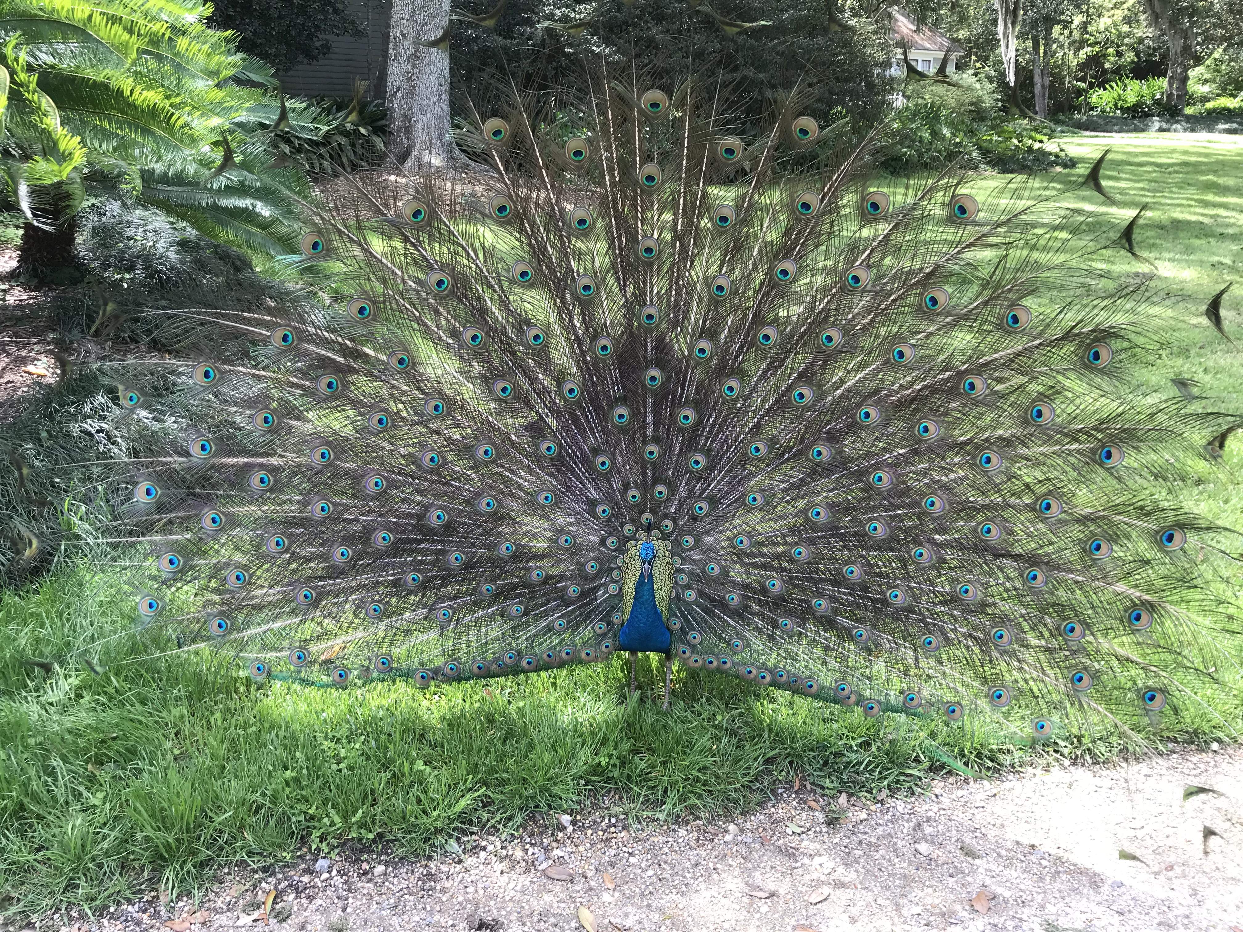 IMG_4217.JPG