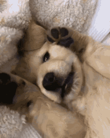 IMG_4265.gif