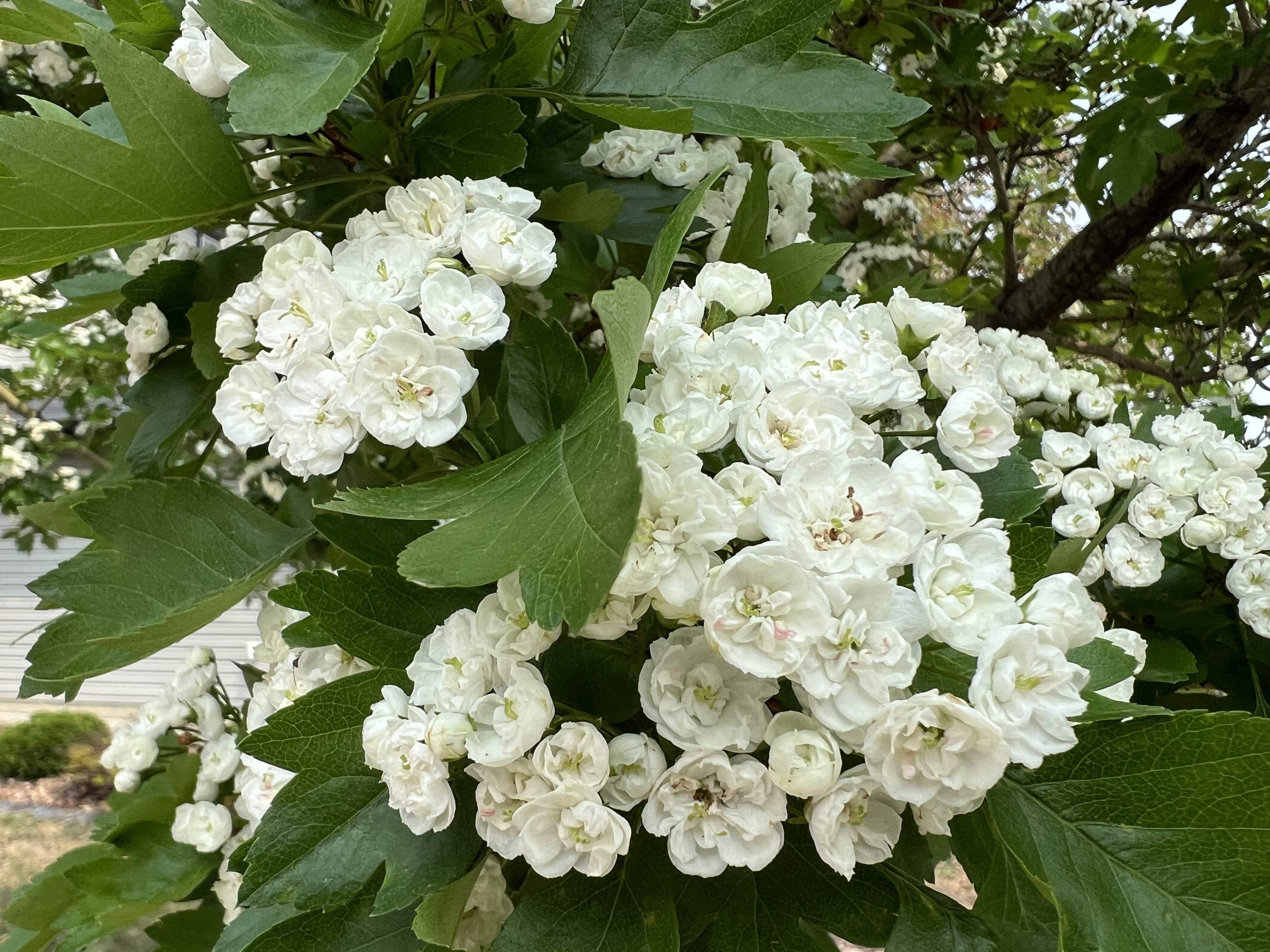 IMG_4285.jpeg