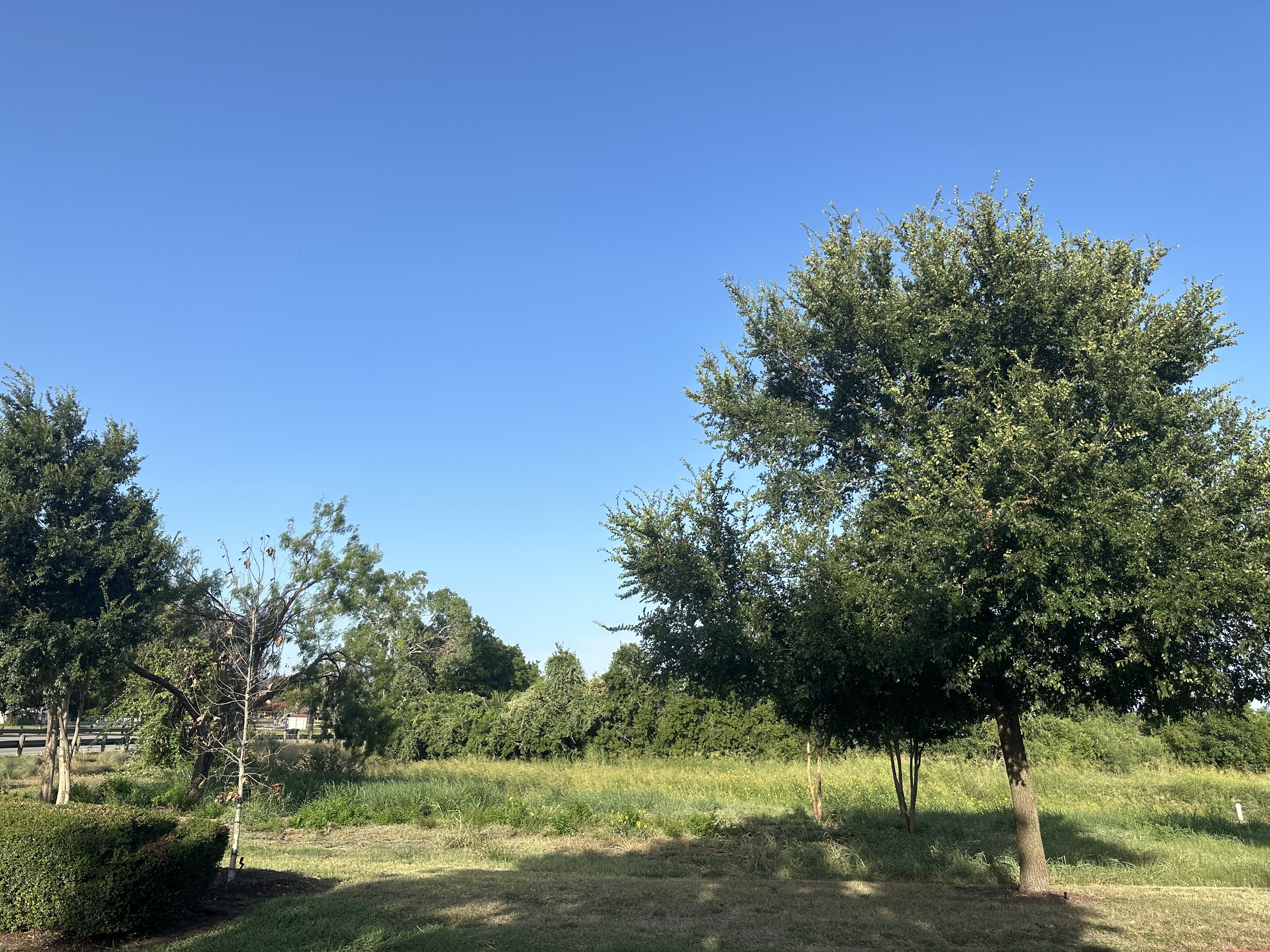 IMG_4551.jpeg