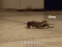 IMG_4624.gif