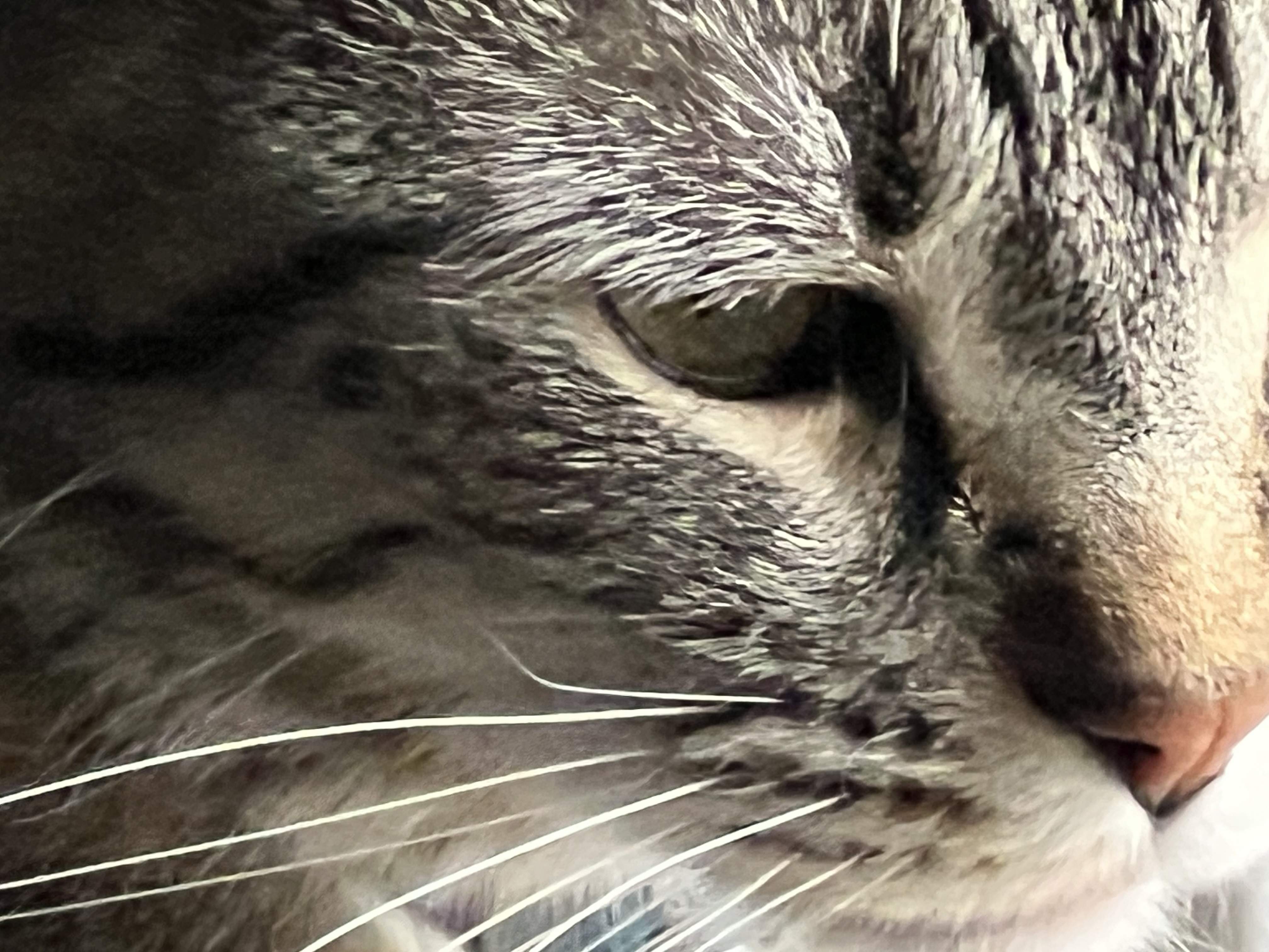 IMG_4641.jpeg
