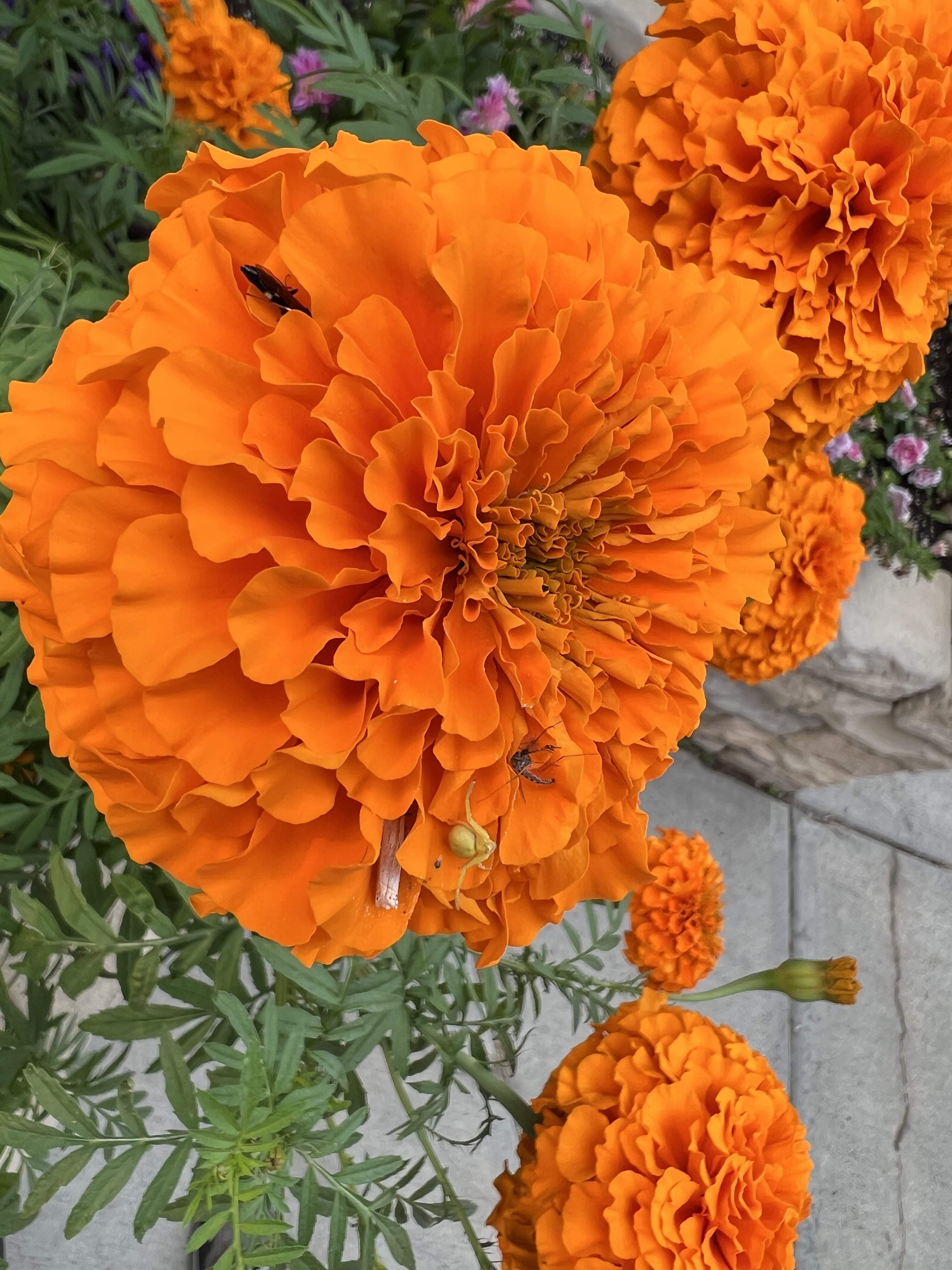 IMG_4649.jpeg