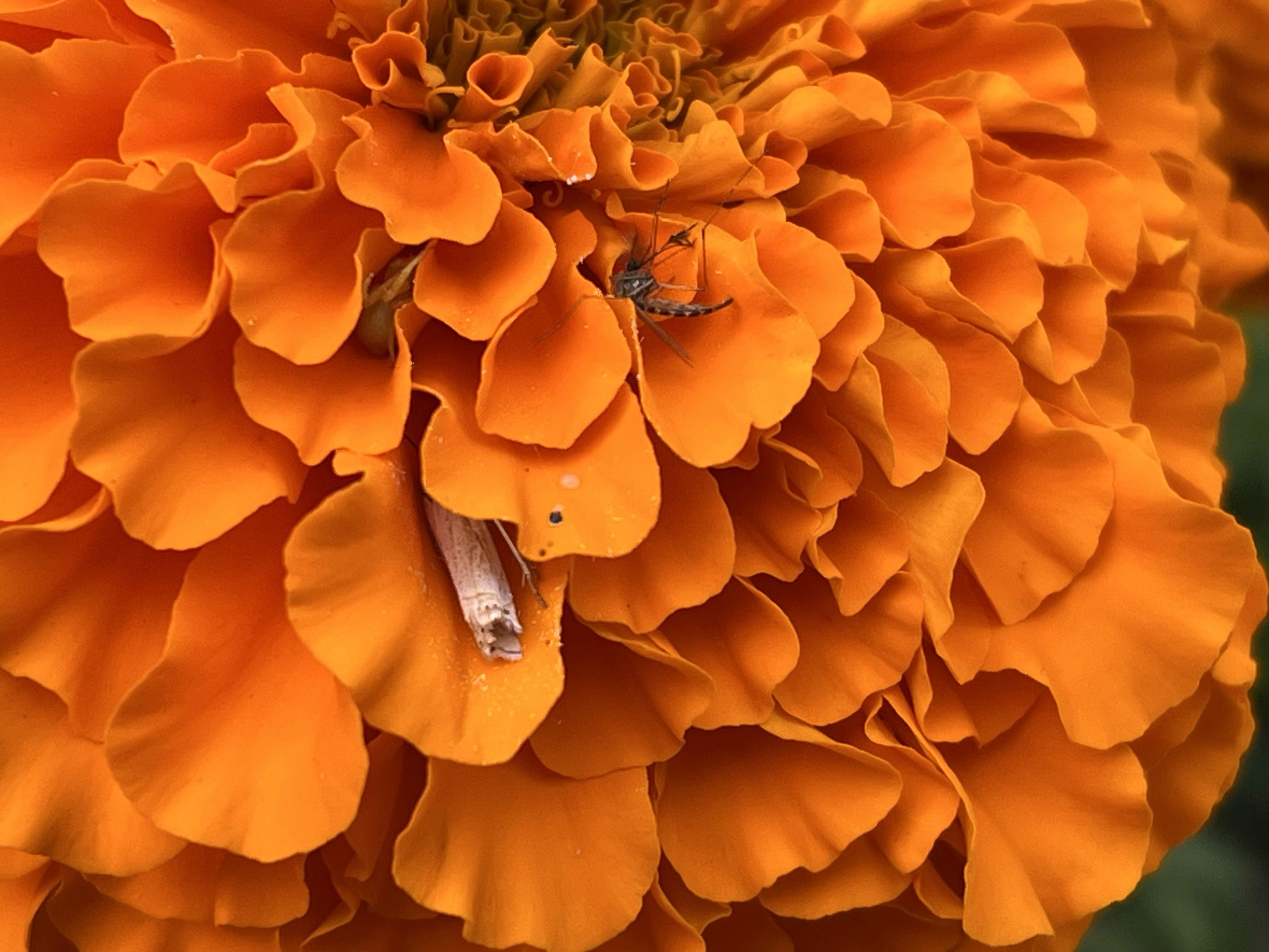 IMG_4650.jpeg