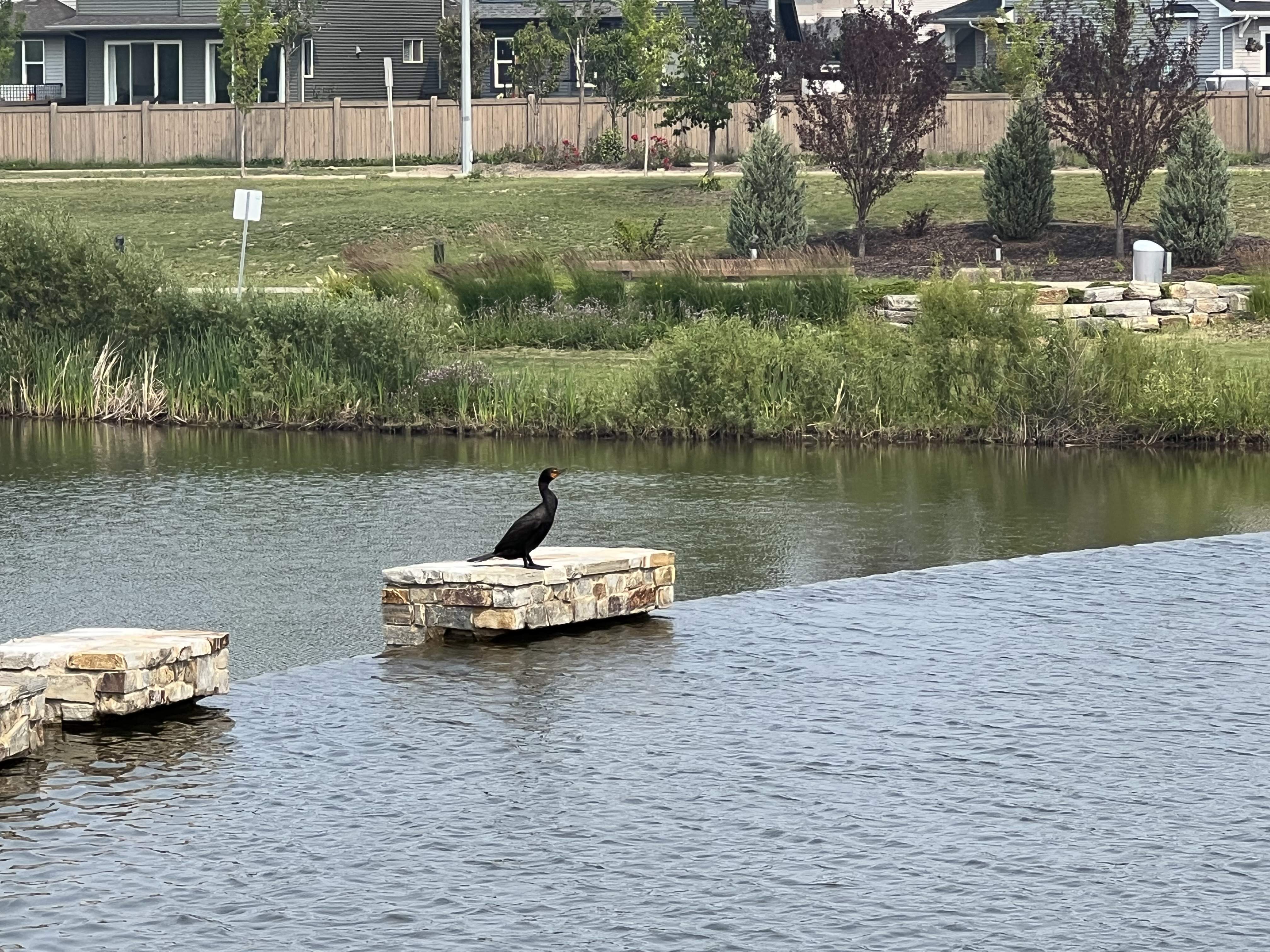 IMG_4682.jpeg