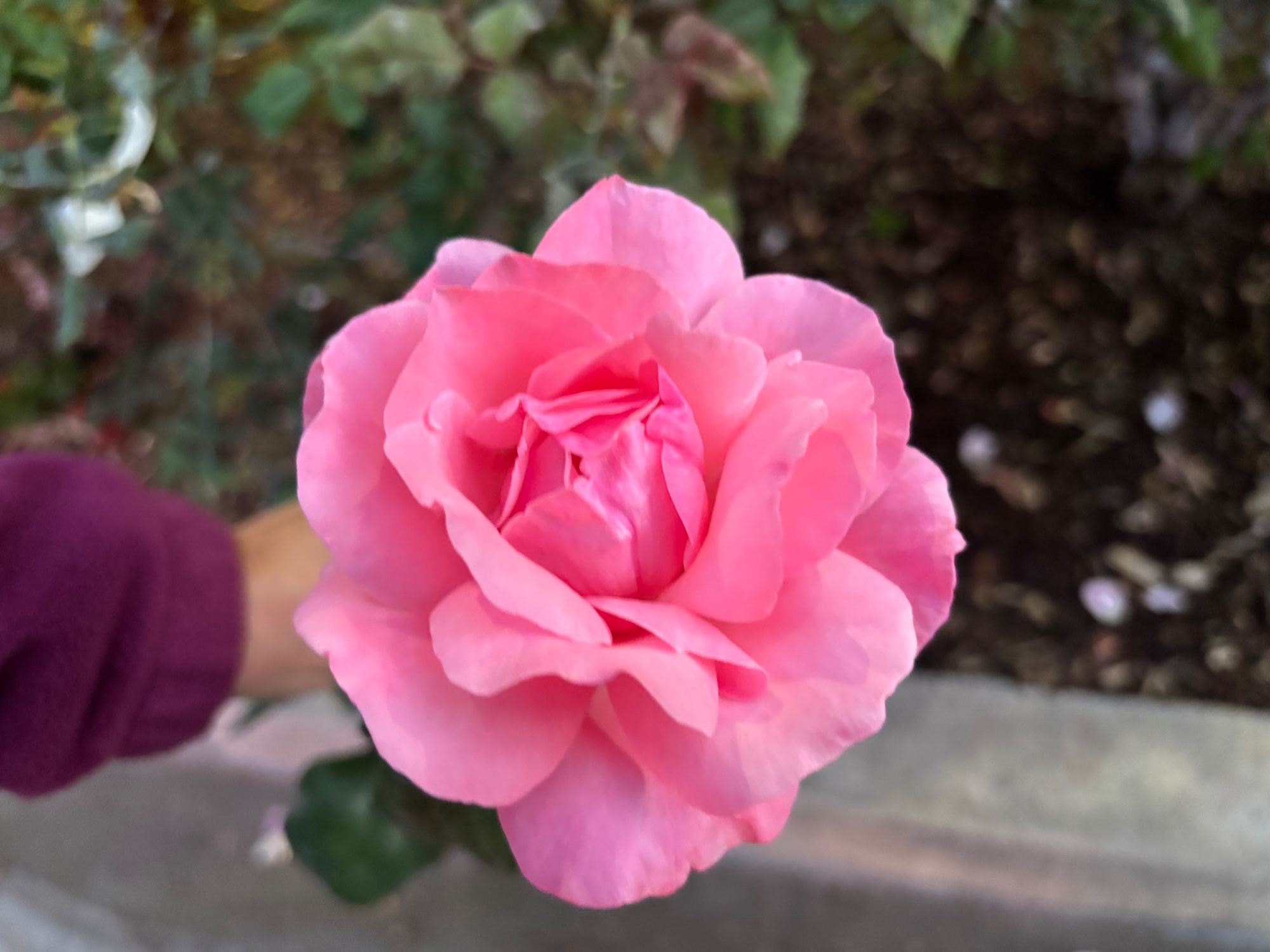 IMG_4789.jpeg