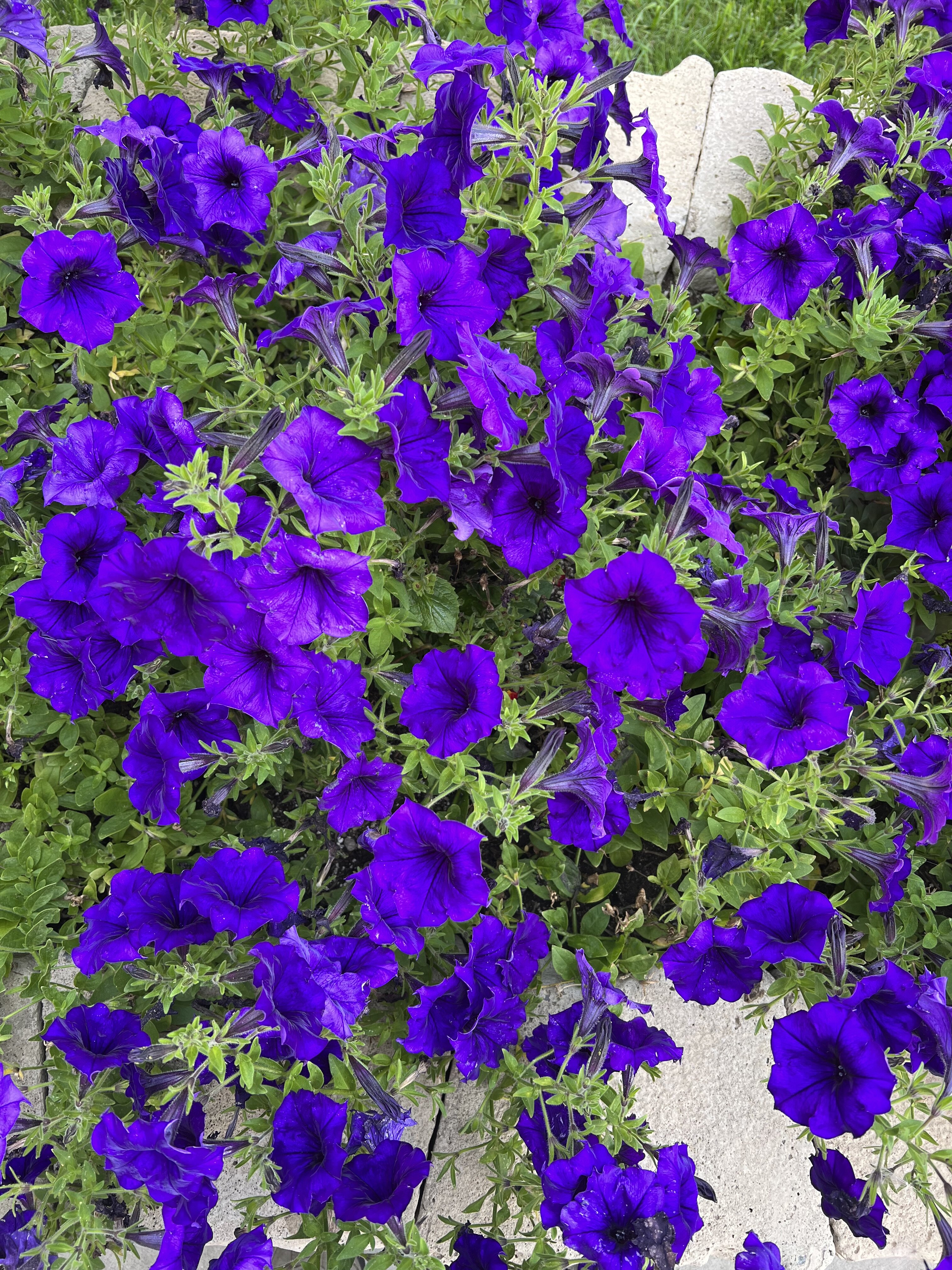 IMG_4885.jpeg