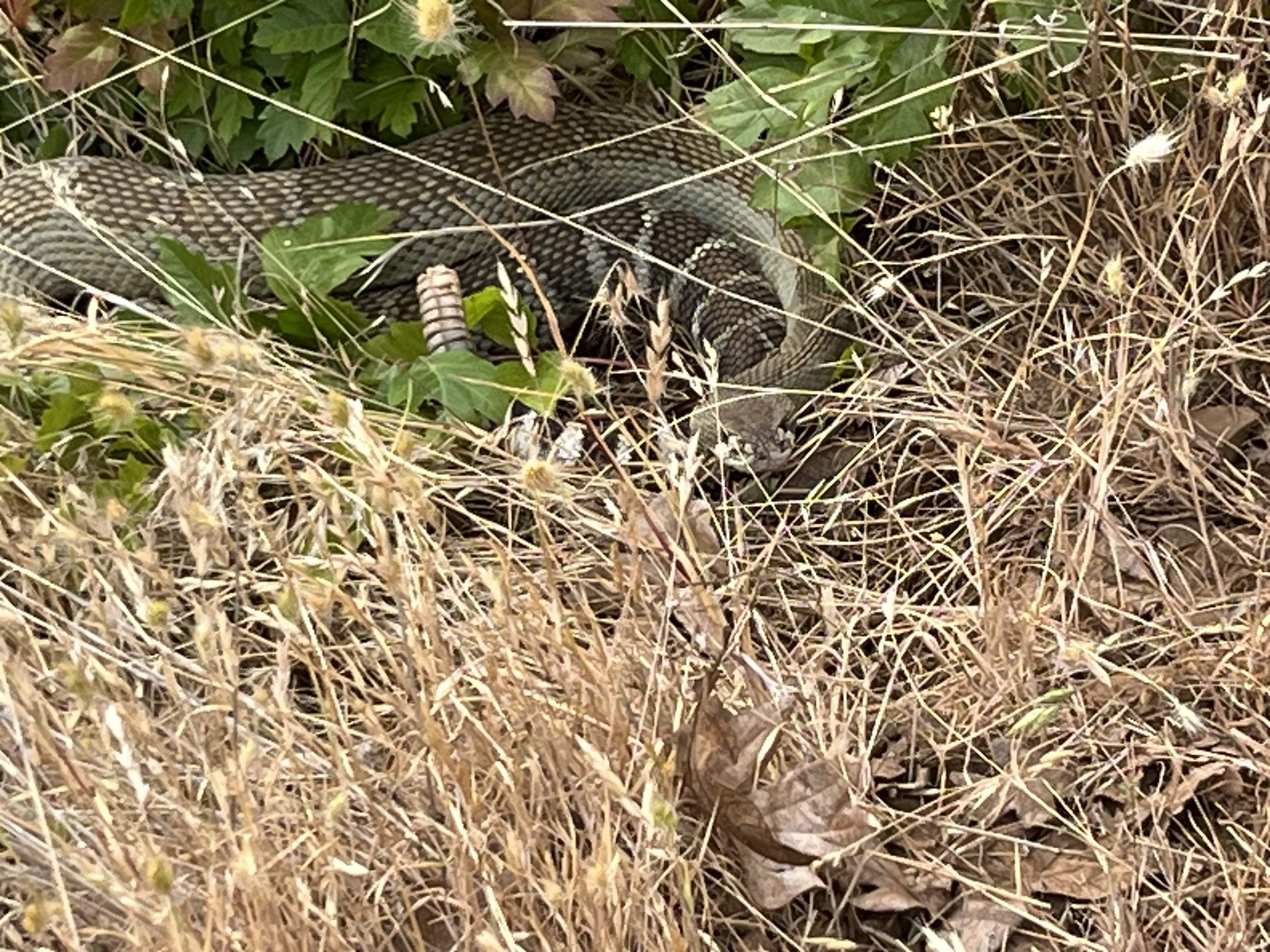 IMG_5015.jpeg