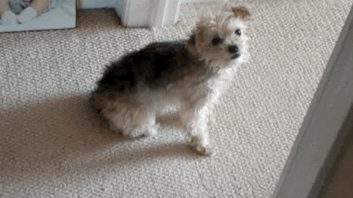 IMG_5084.gif