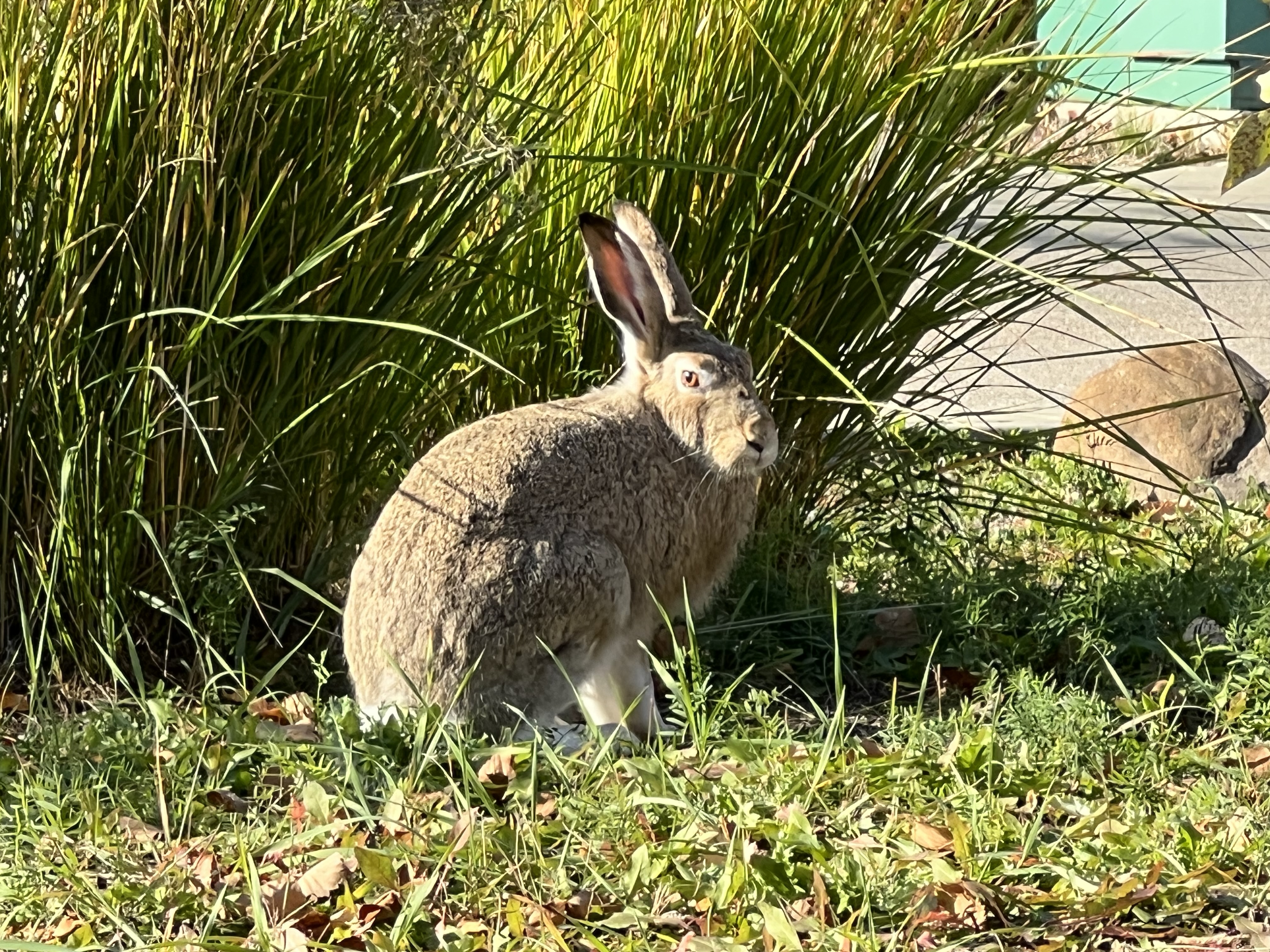 IMG_5120.jpeg