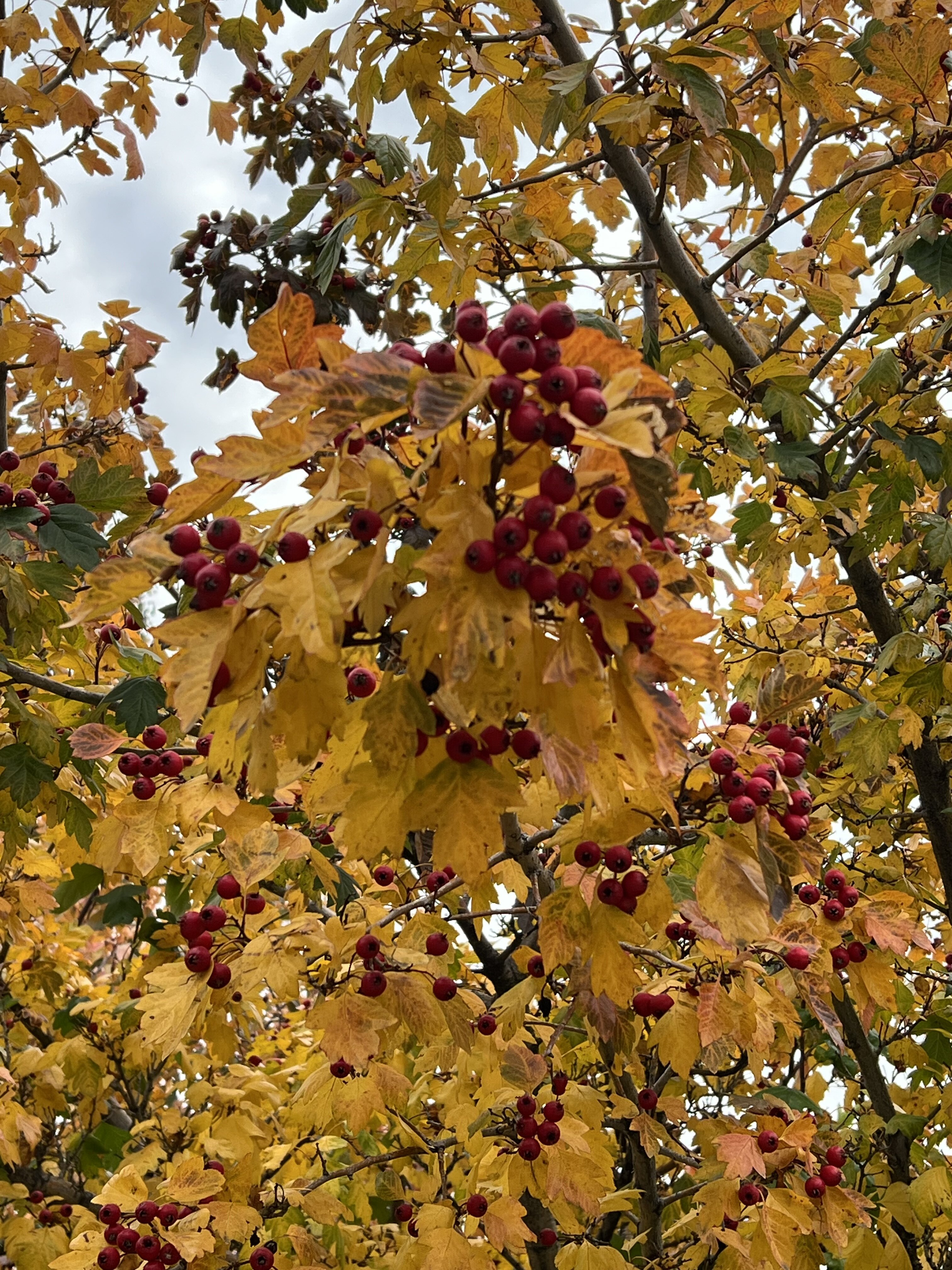 IMG_5137.jpeg