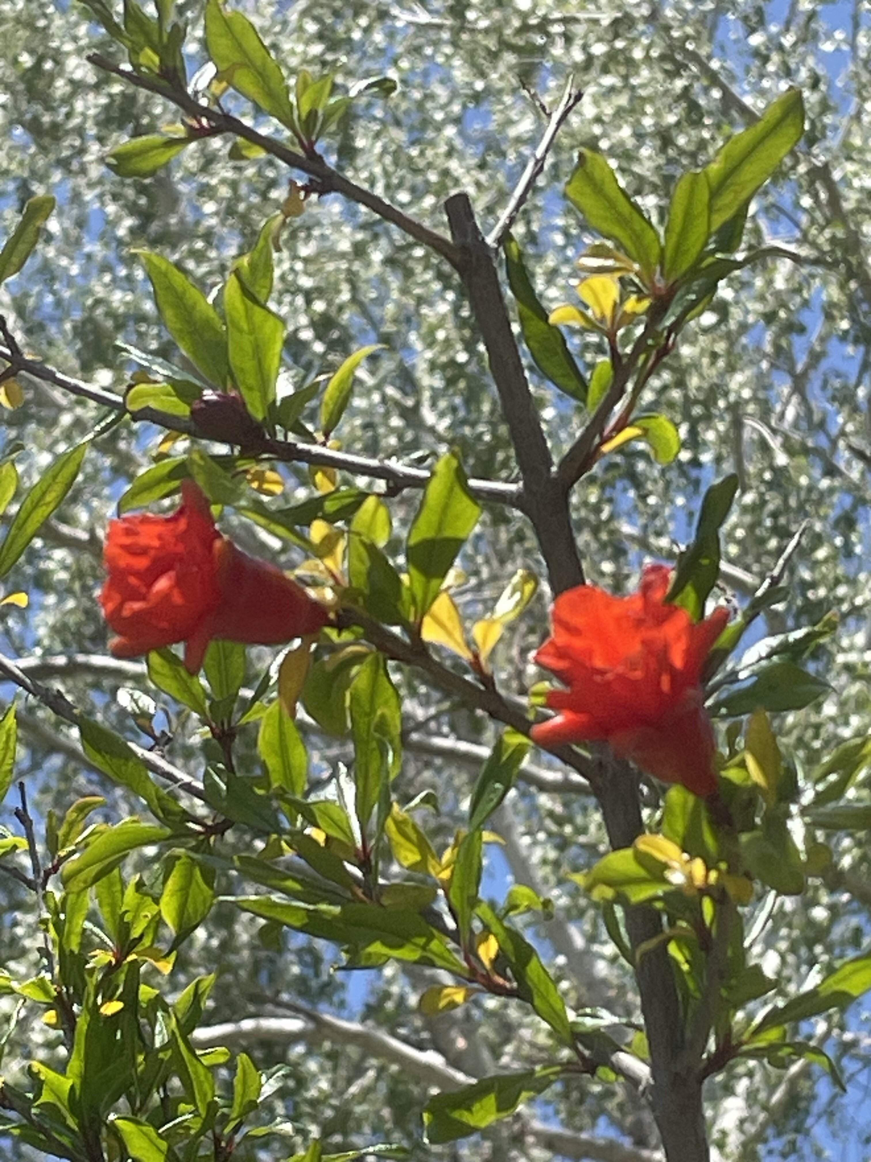 IMG_5154.jpeg