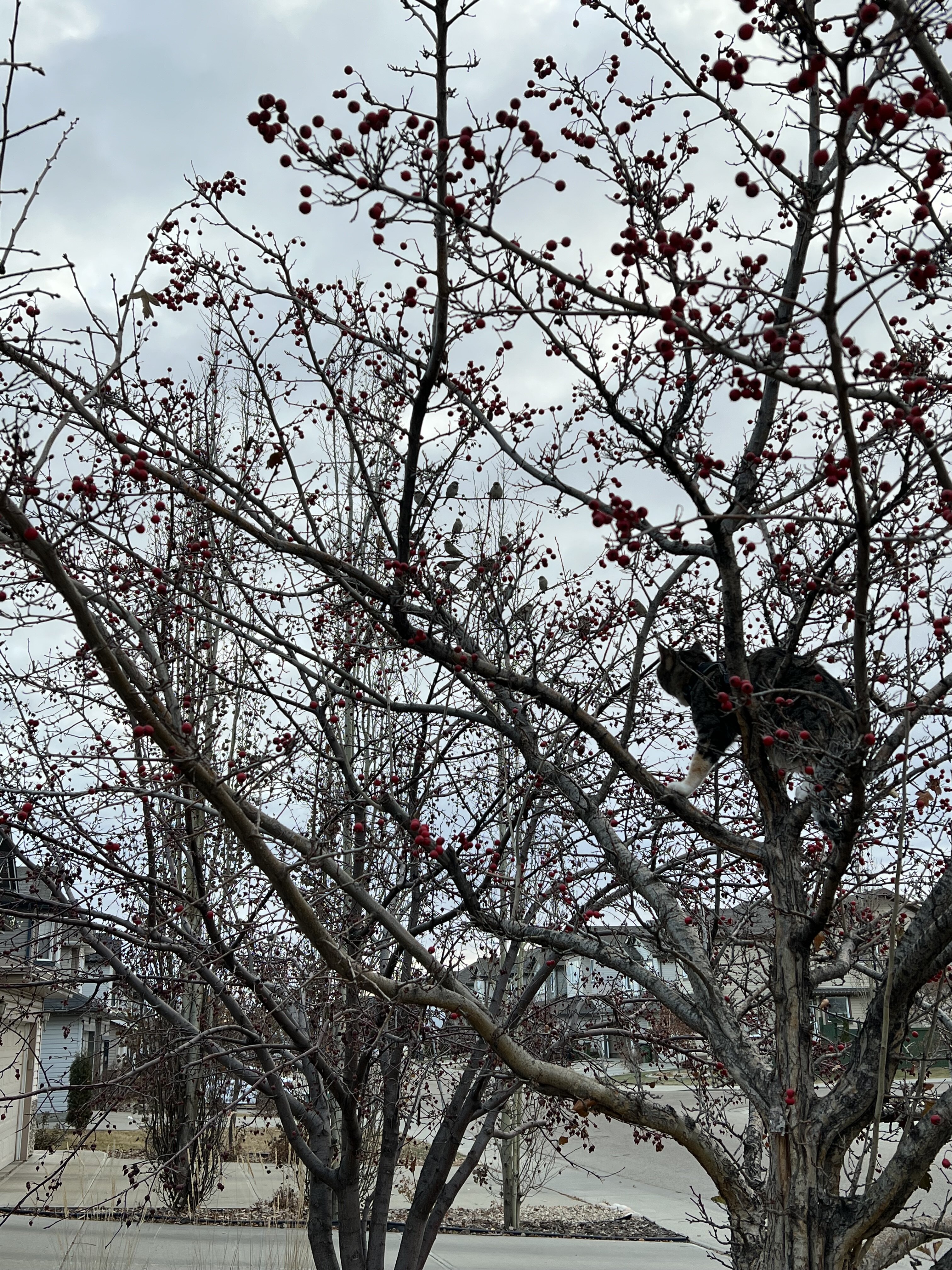 IMG_5453.jpeg