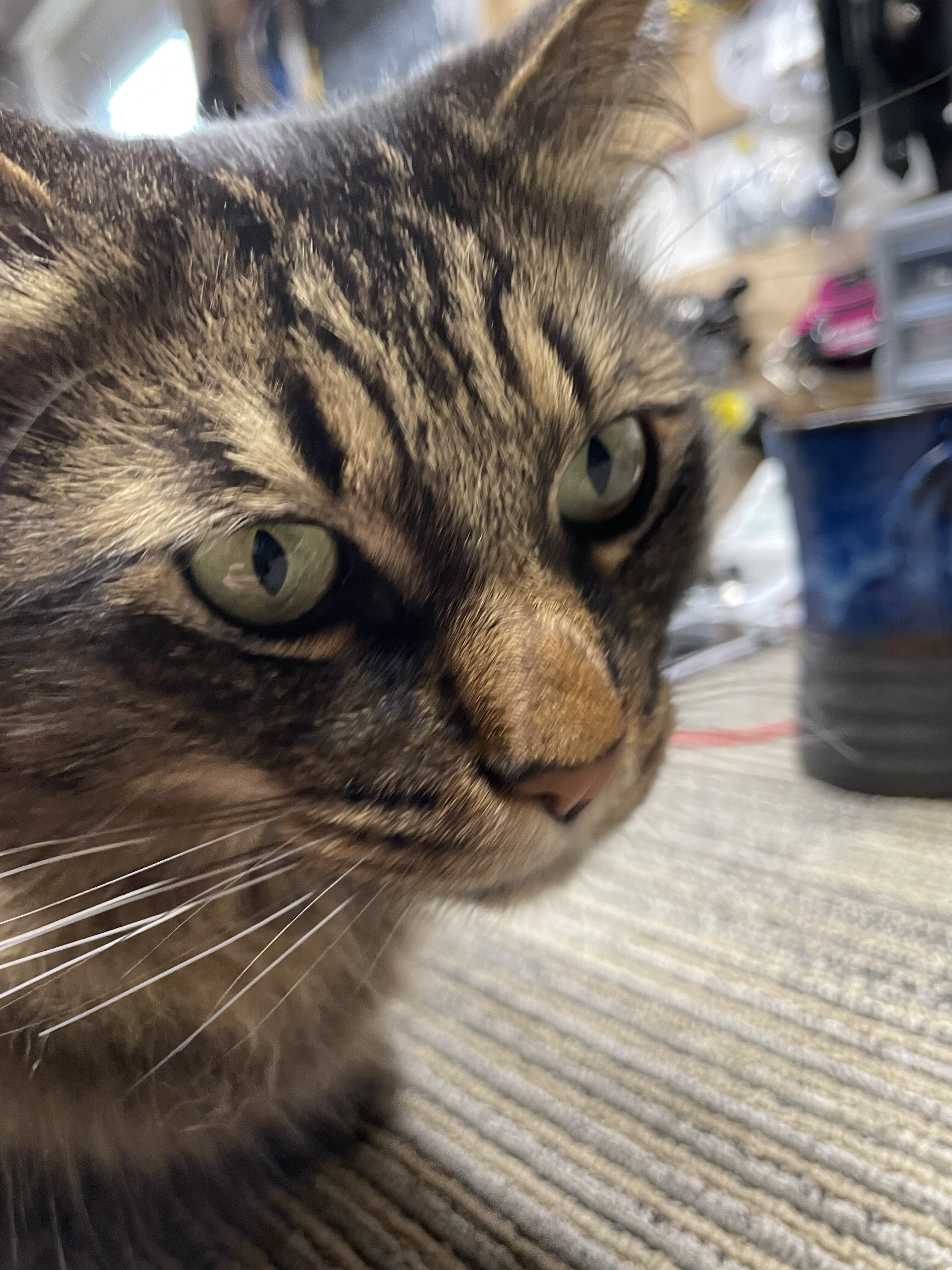 IMG_5639.jpeg