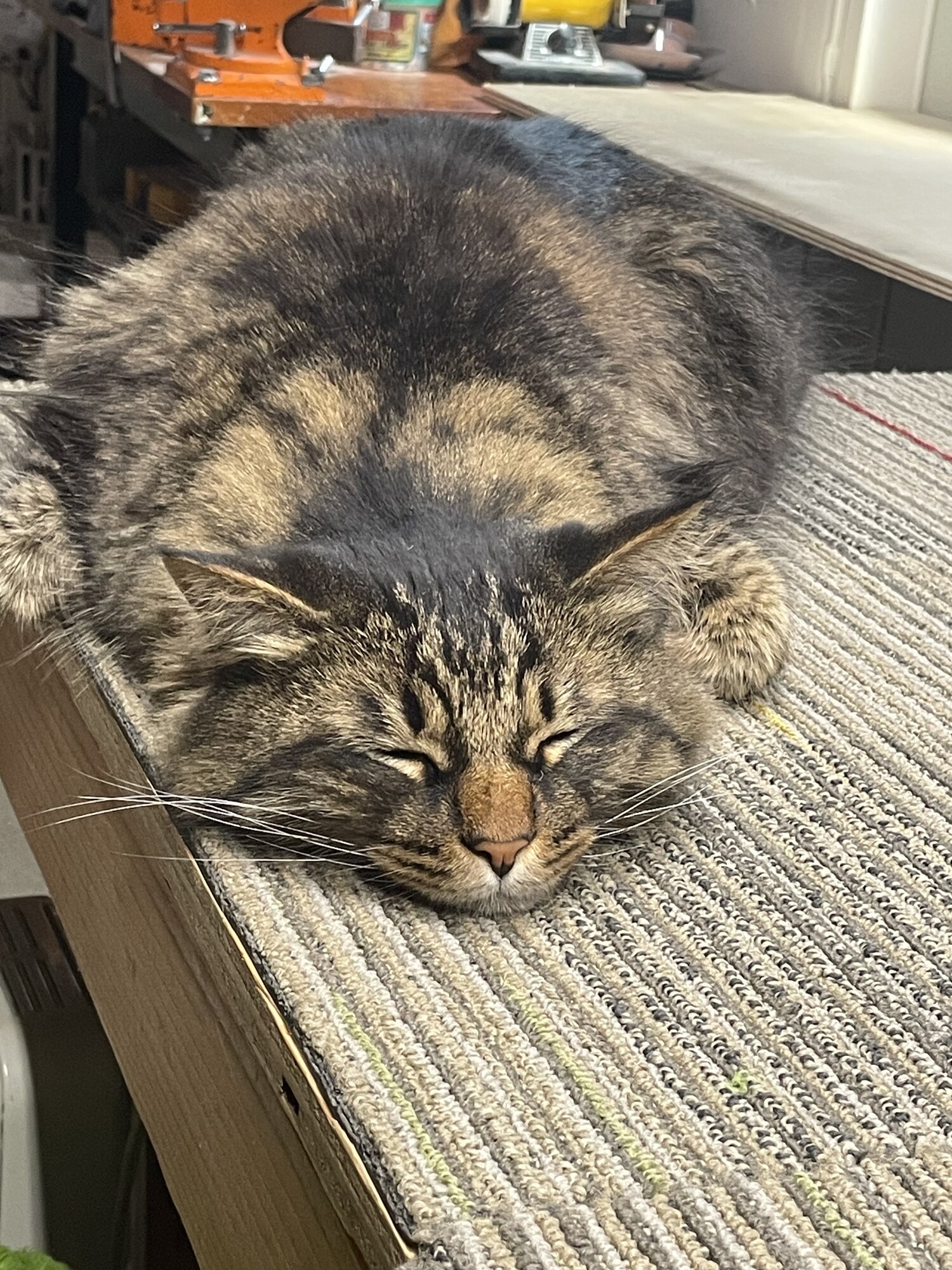 IMG_5766.jpeg