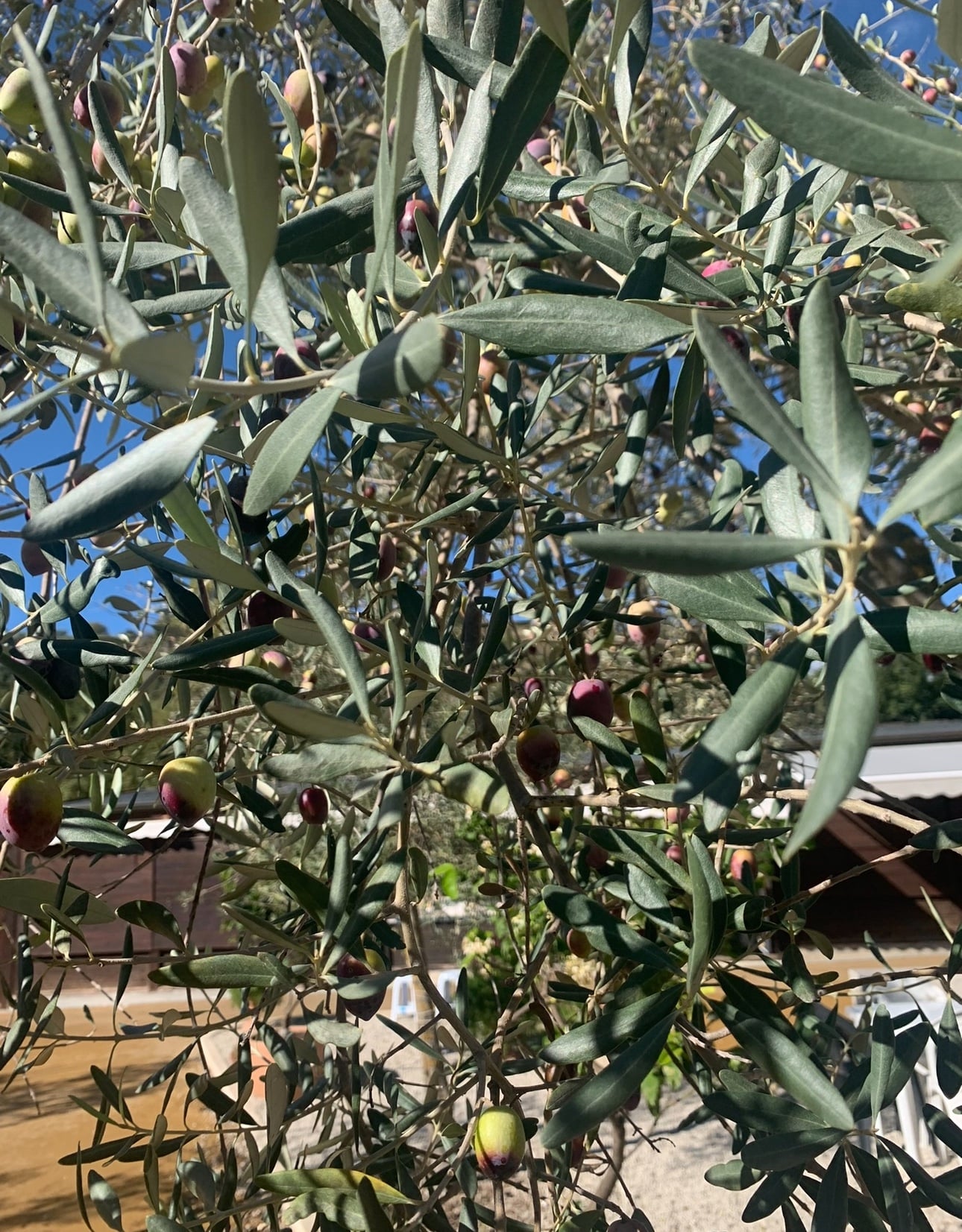 IMG_5836.jpeg