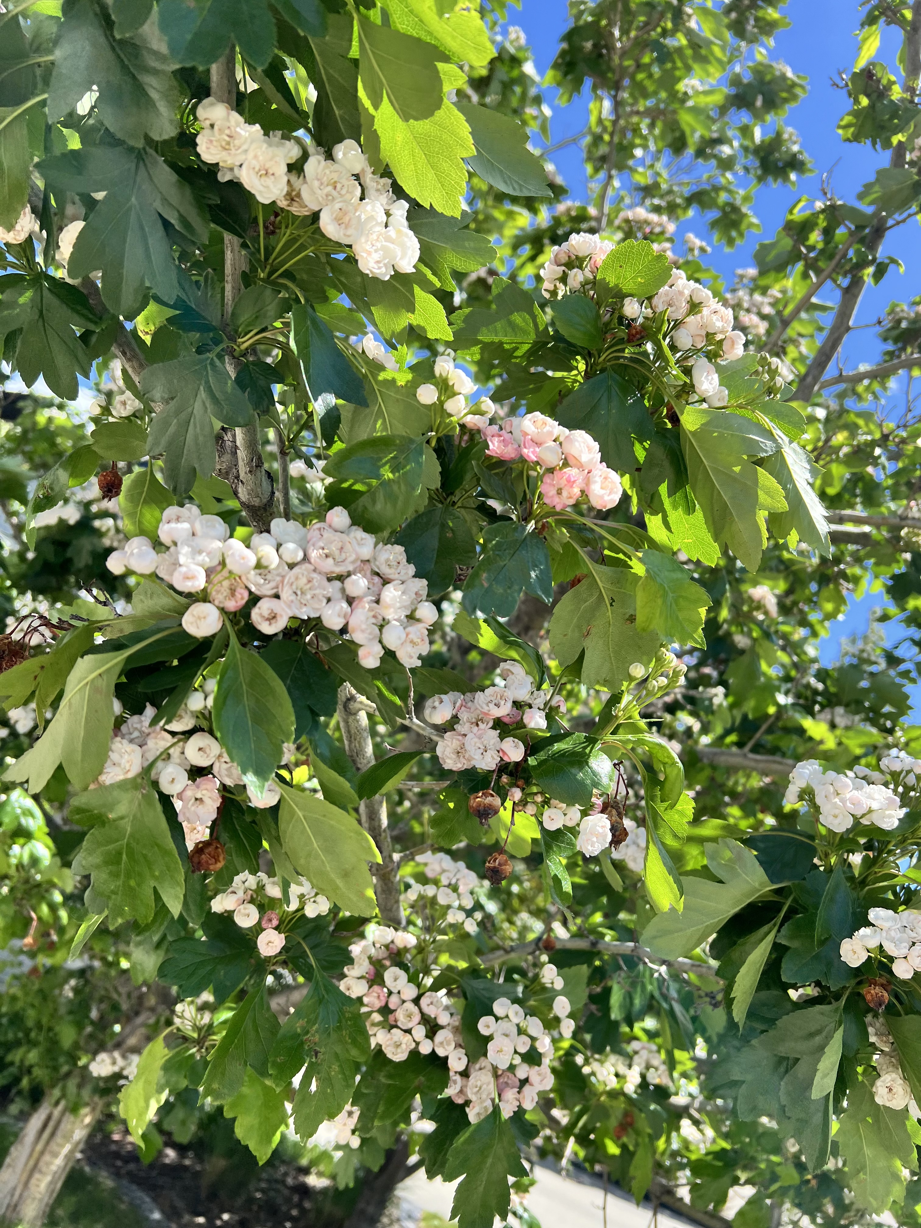 IMG_6179.jpeg
