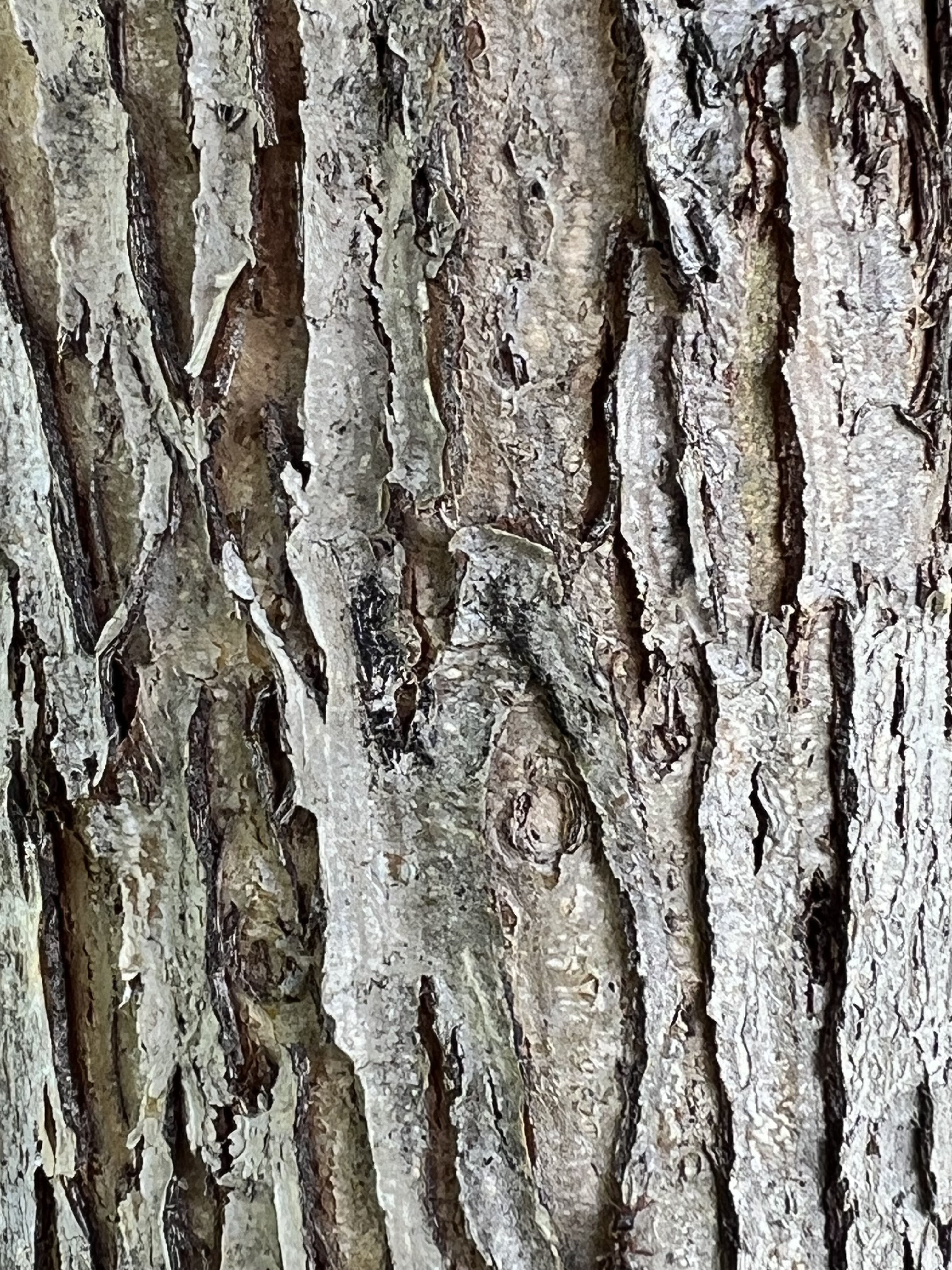 IMG_6240.jpeg