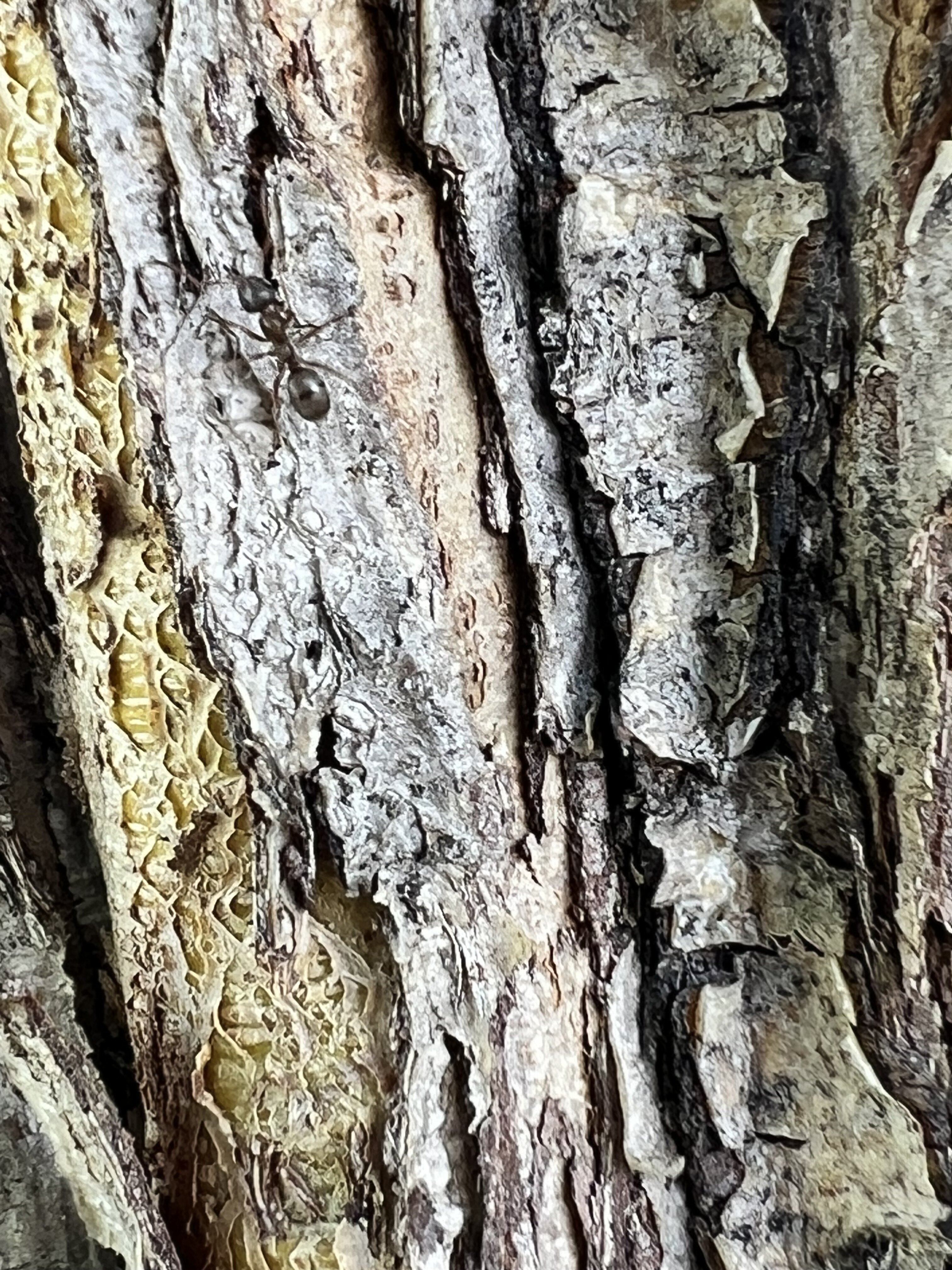 IMG_6241.jpeg