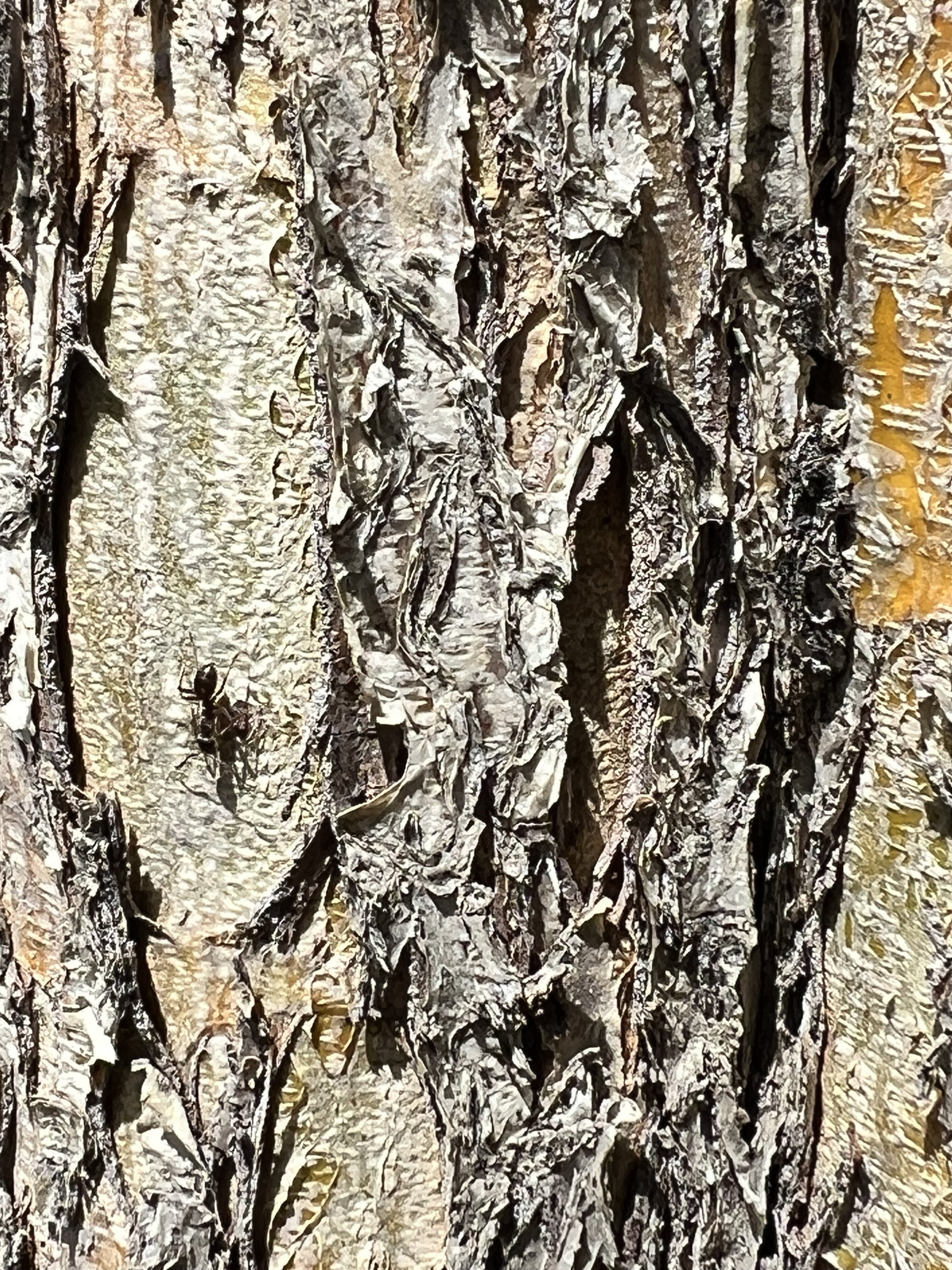 IMG_6244.jpeg