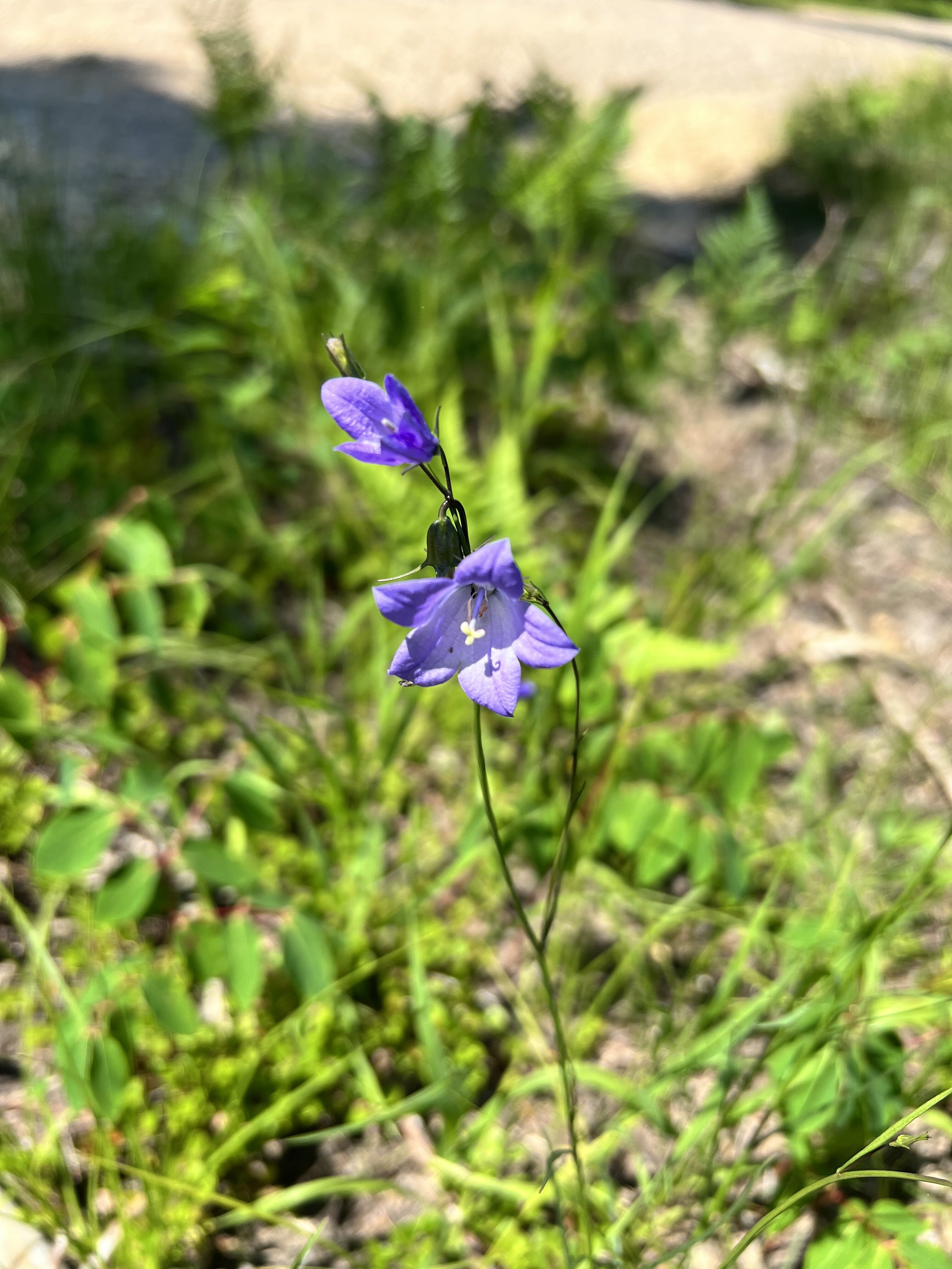 IMG_6334.jpeg